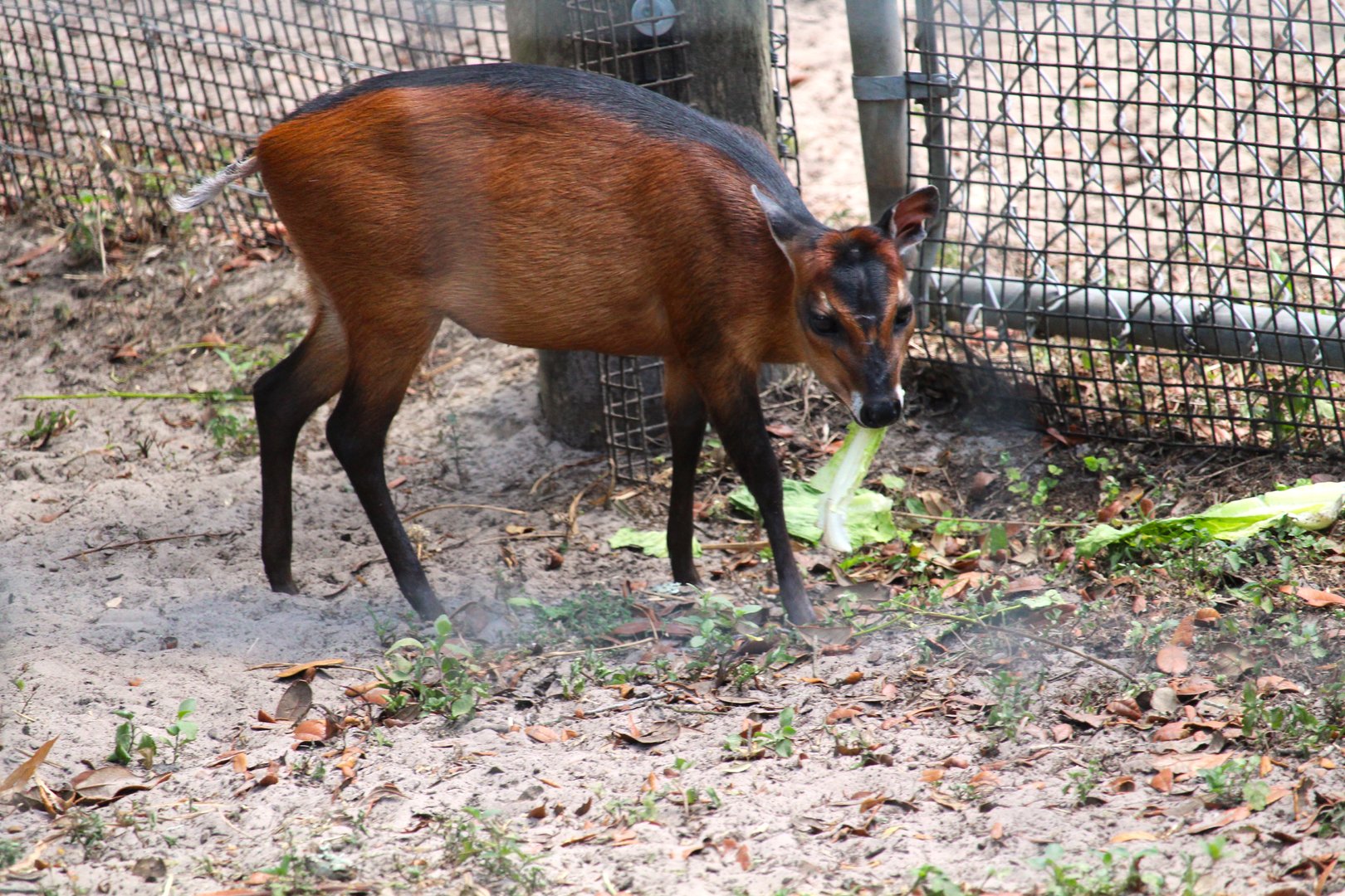 Africa - Bay Duiker