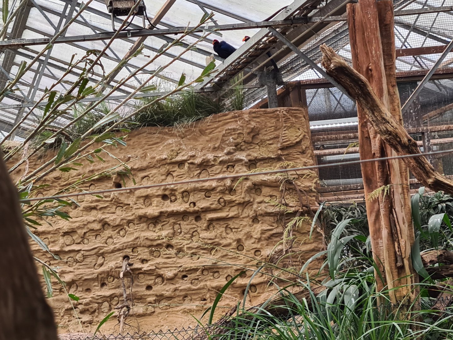 Africa - Bee-eater wall in Congo greenhouse