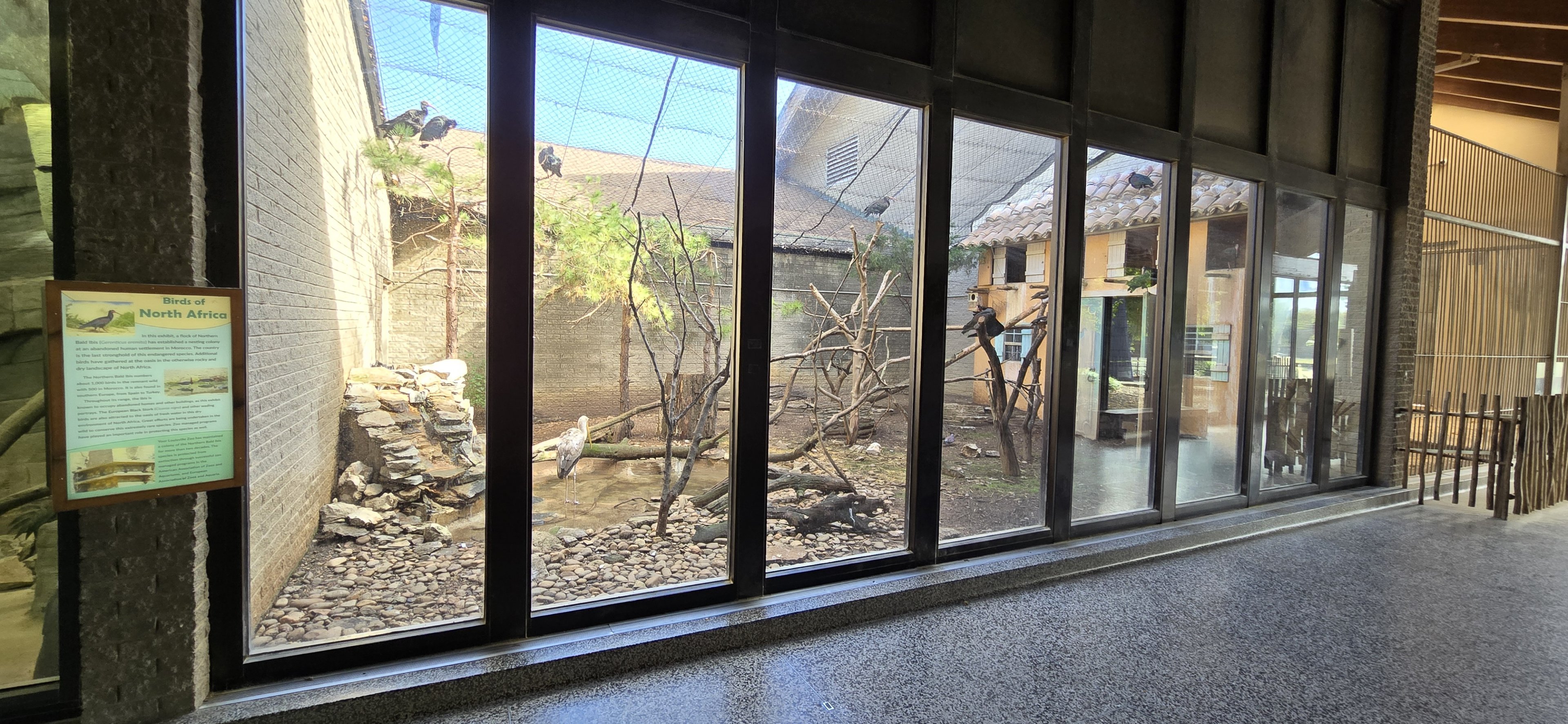 Africa - Birds of north Africa (inside the giraffe house)