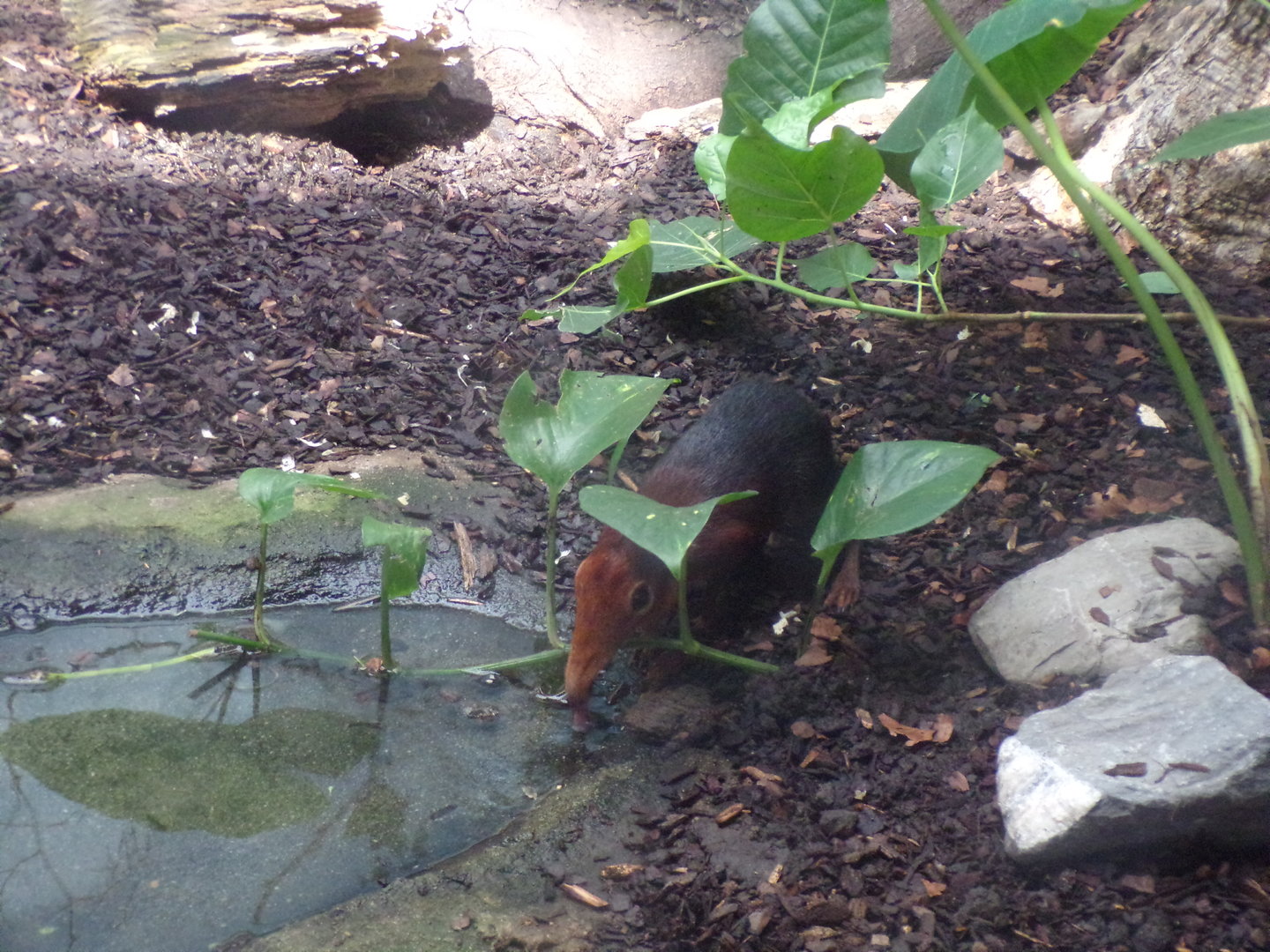 Africa- Black and Rufous elephant shrew 13.7.23