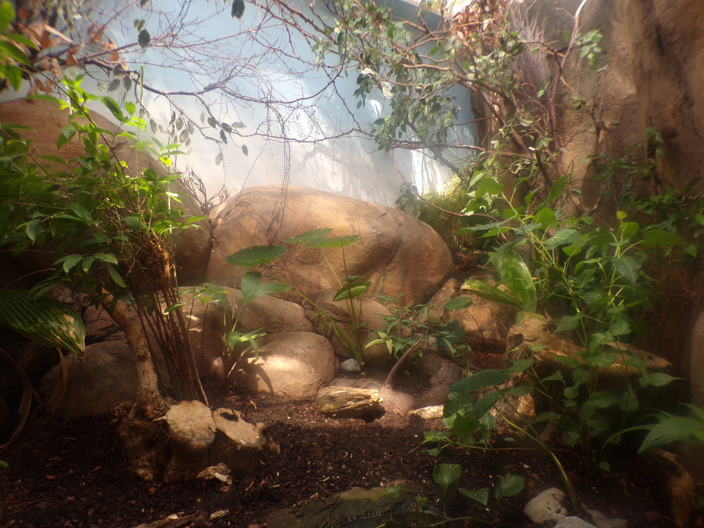 Africa- Black and Rufous elephant shrew and Moussier’s redstart enclosure 13.7.23