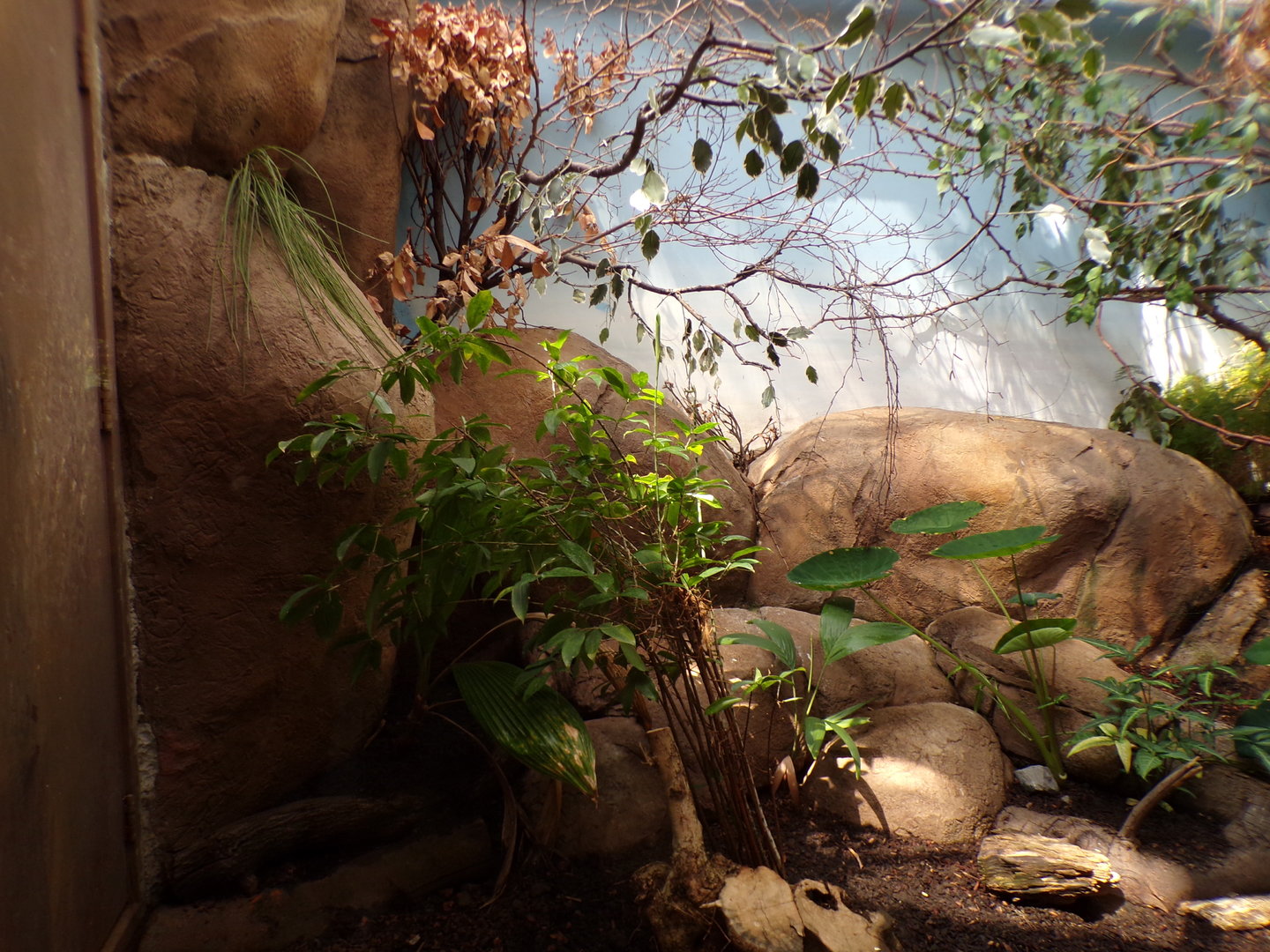 Africa- Black and Rufous elephant shrew and Moussier’s redstart enclosure 13.7.23