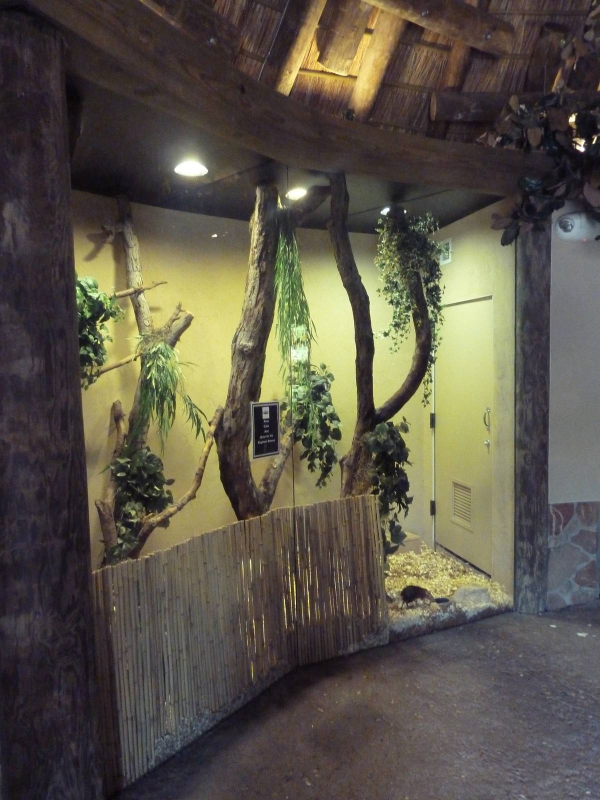 Africa! - Black-and-Rufous Elephant Shrew Exhibit