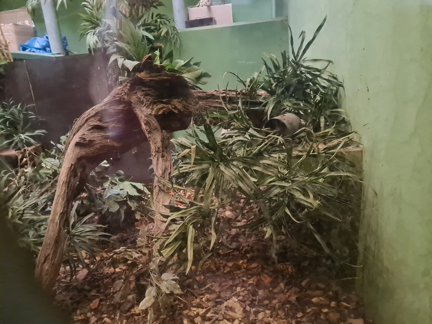 Africa - Black-and-rufous elephant shrew habitat