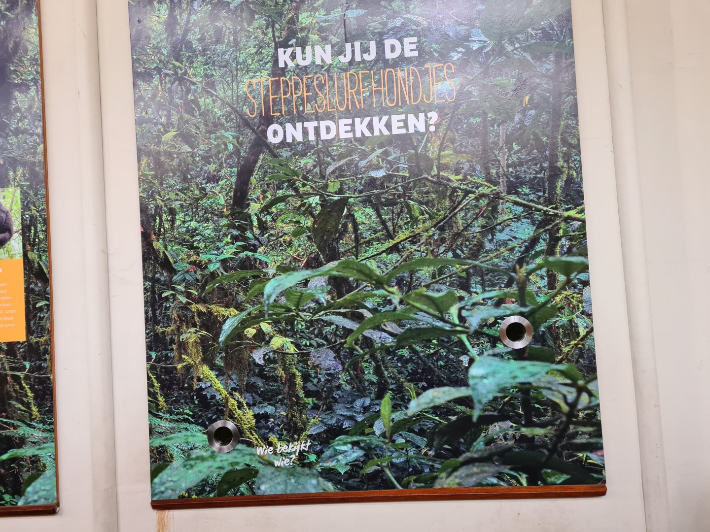 Africa - Black-and-rufous elephant shrew viewing point