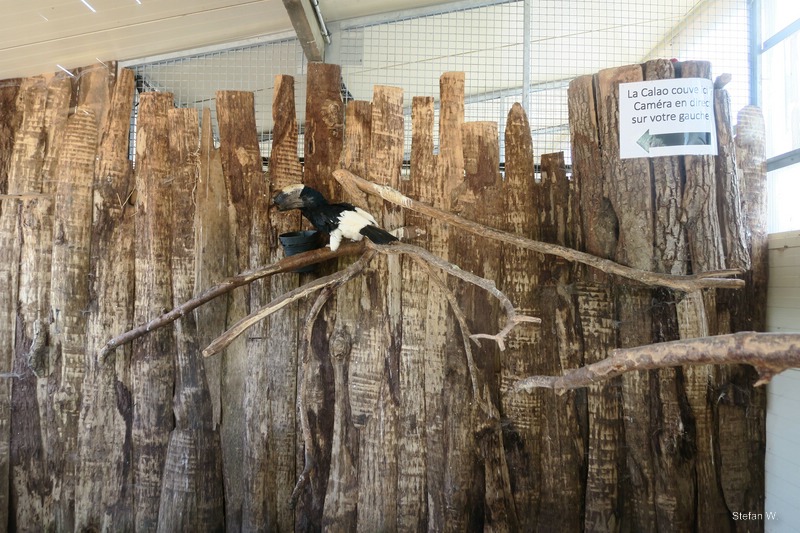 Africa - black-and-white-casqued hornbill