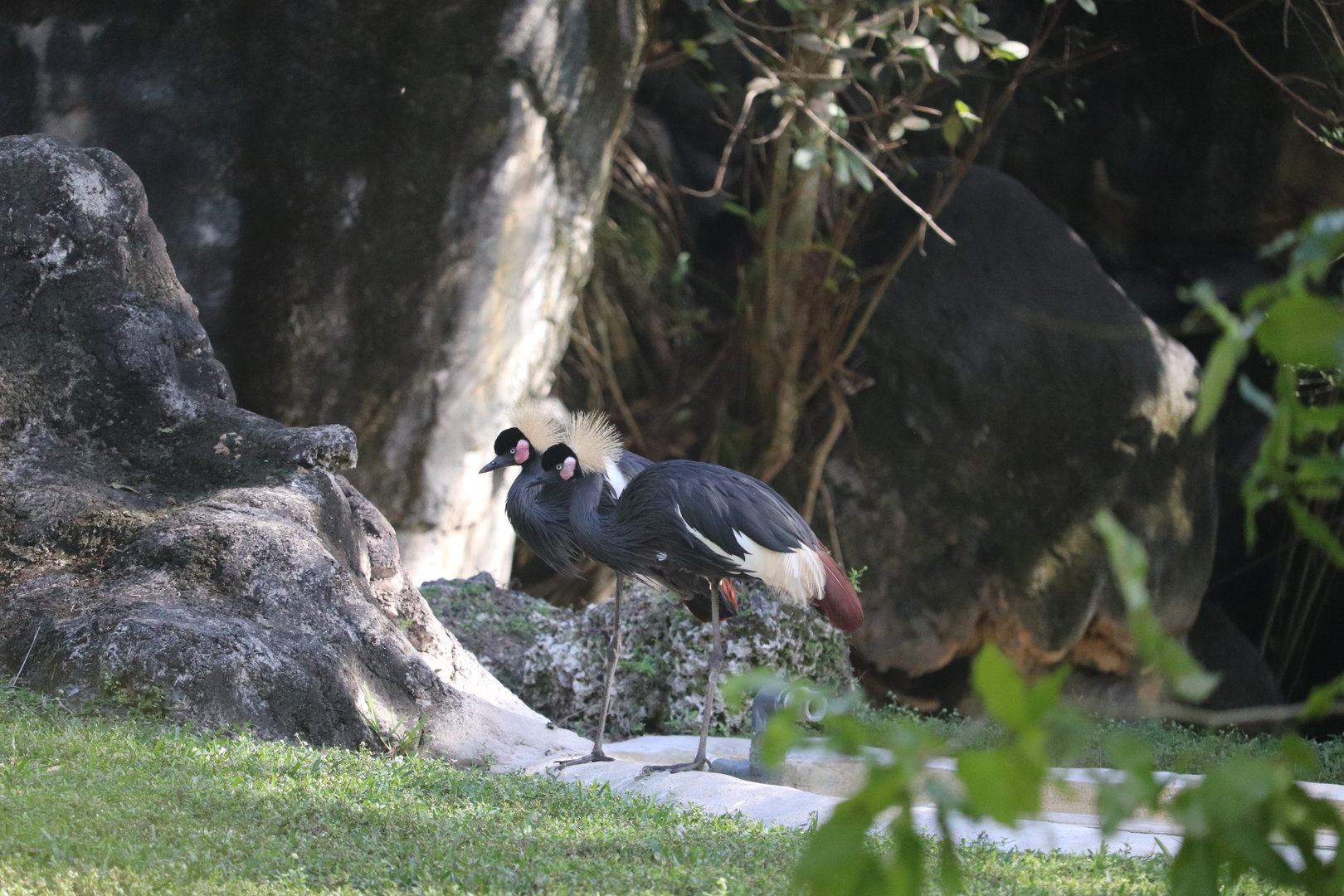 Africa - Black-Crowned Crane
