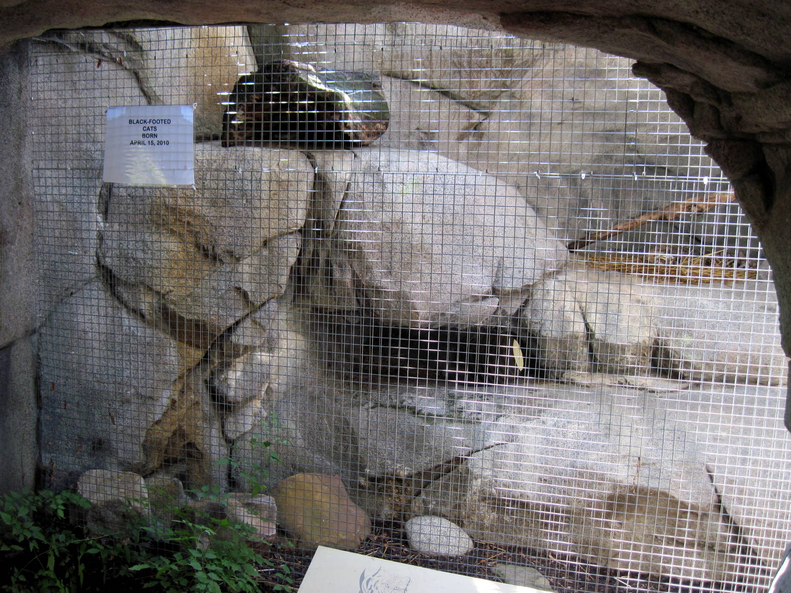Africa-Black Footed Cat Exhibit