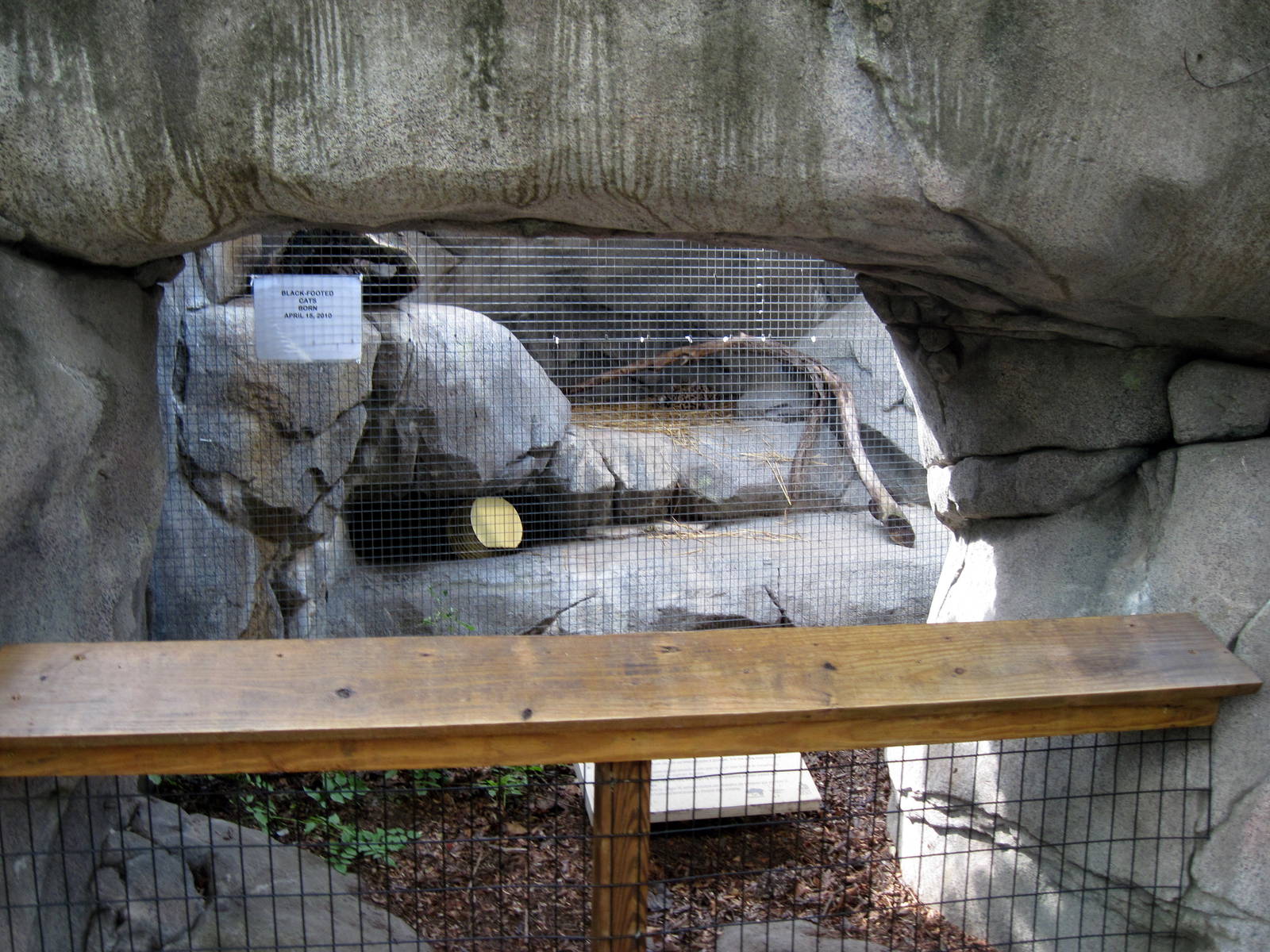 Africa-Black-footed Cat Exhibit