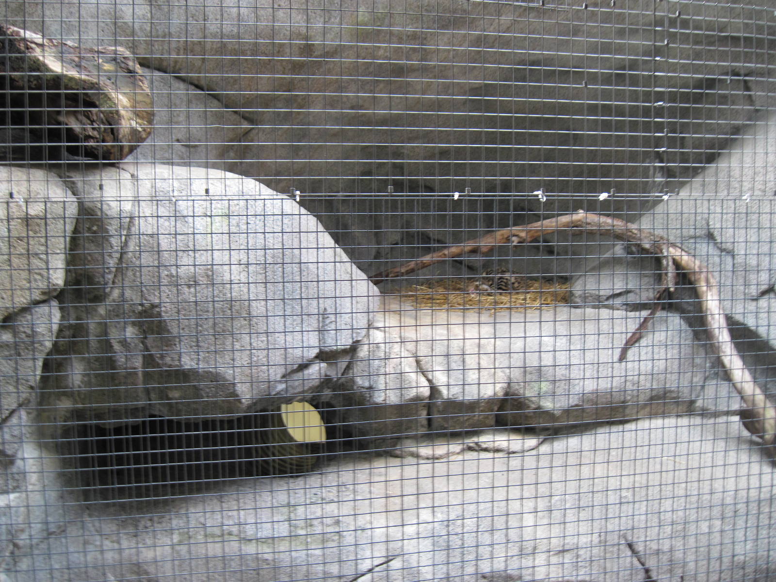 Africa-Black-footed Cat Exhibit