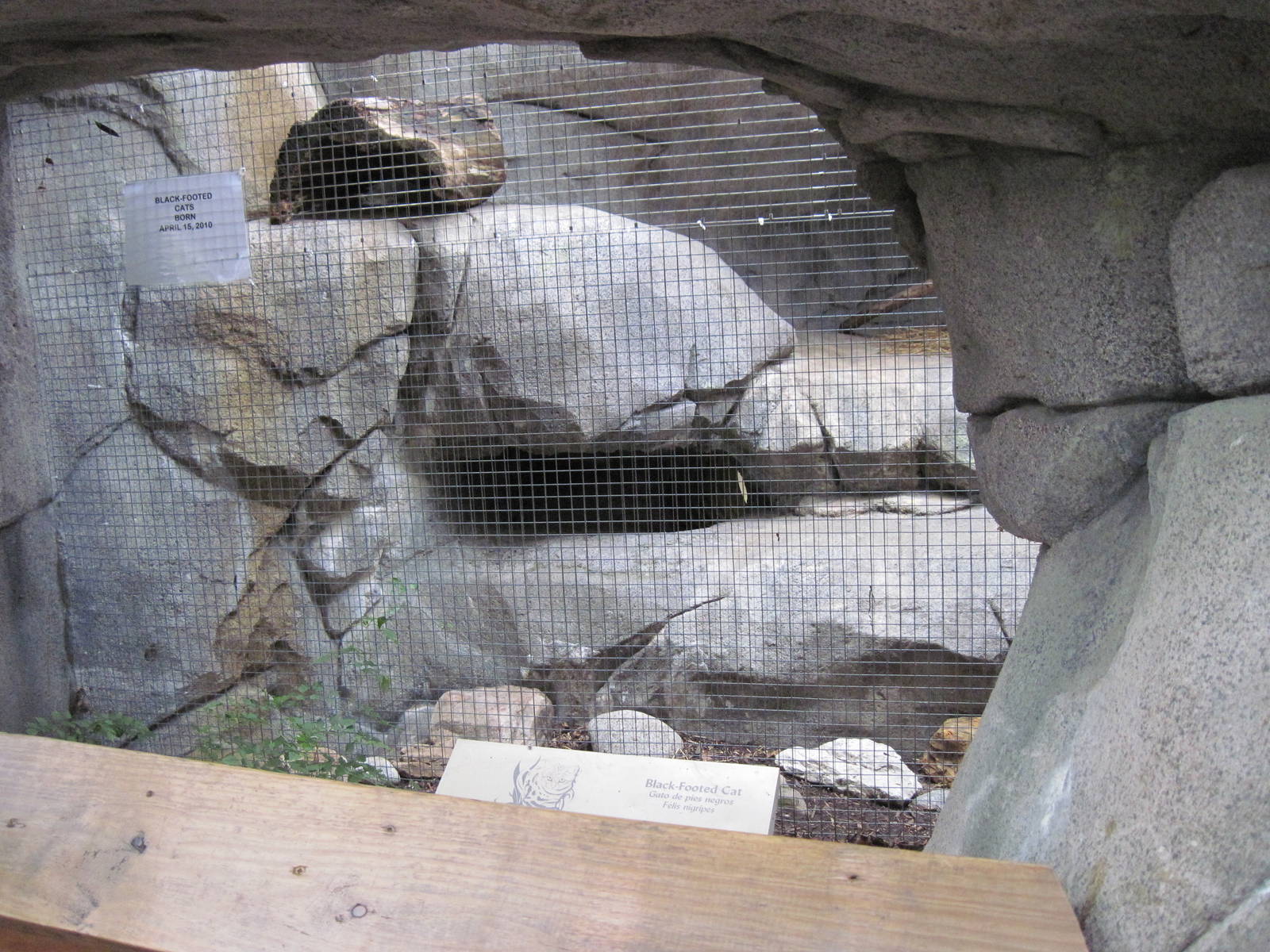 Africa-Black-footed Cat Exhibit