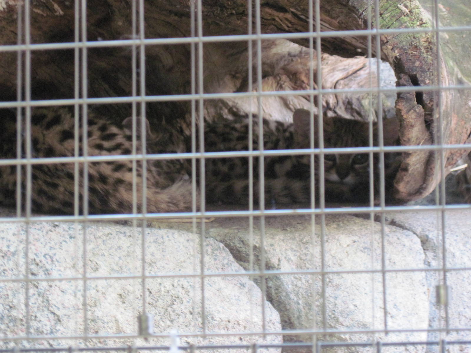 Africa-Black Footed Cat Kittens