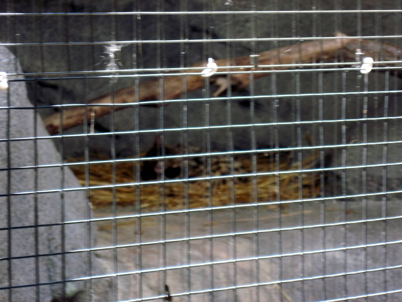 Africa-Black-footed Cats