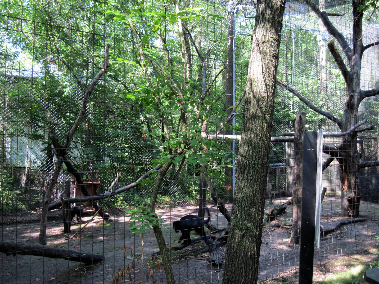 Africa-Black Mangabey Exhibit