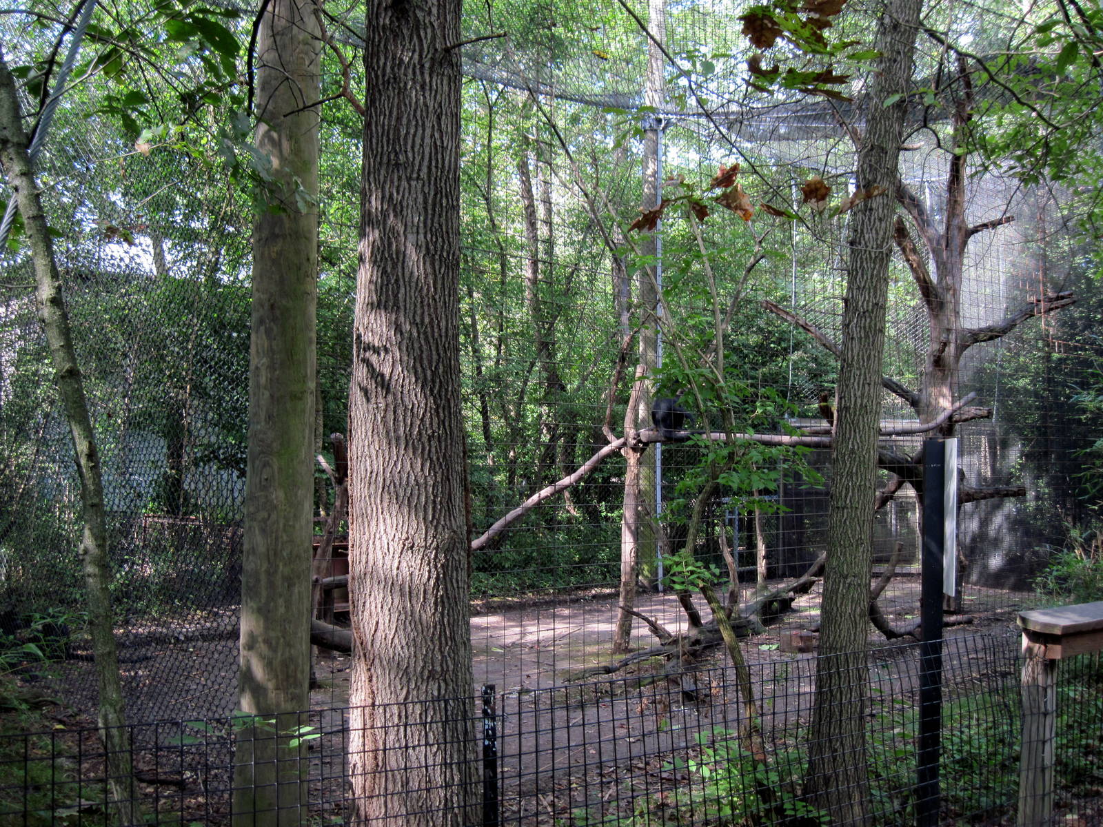 Africa-Black Mangabey Exhibit