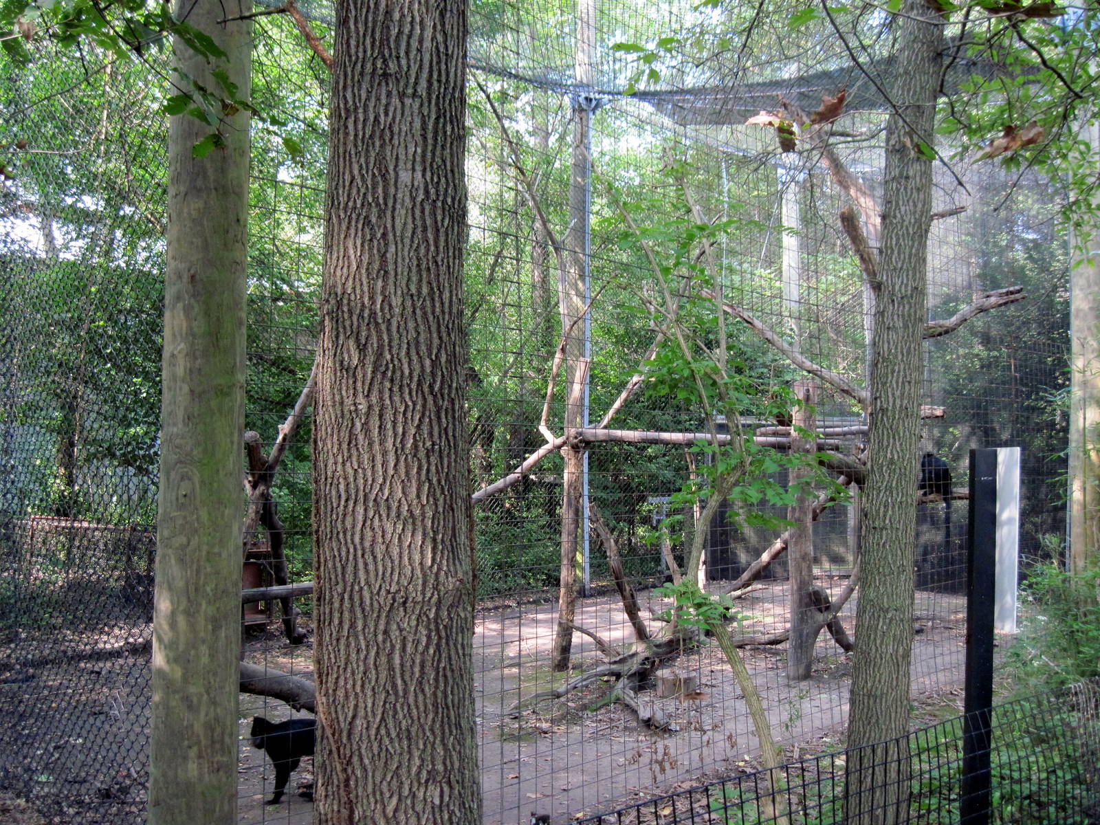 Africa-Black Mangabey Exhibit