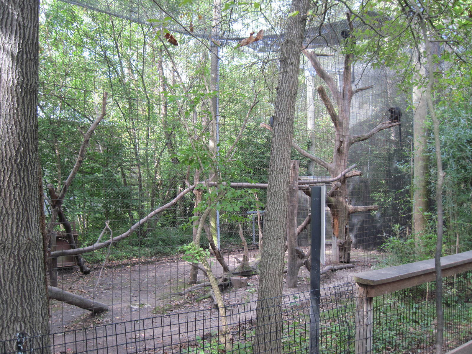 Africa-Black Mangabey Exhibit