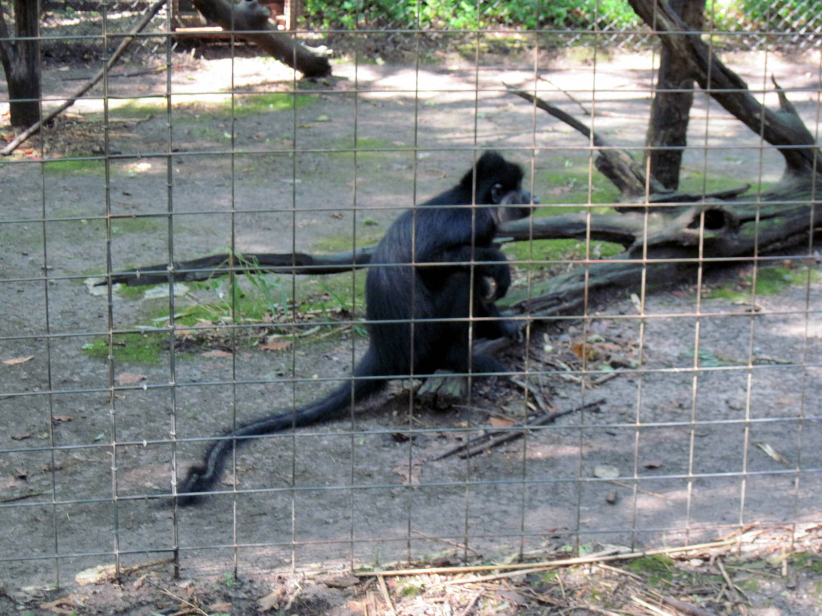 Africa-Black Mangabey