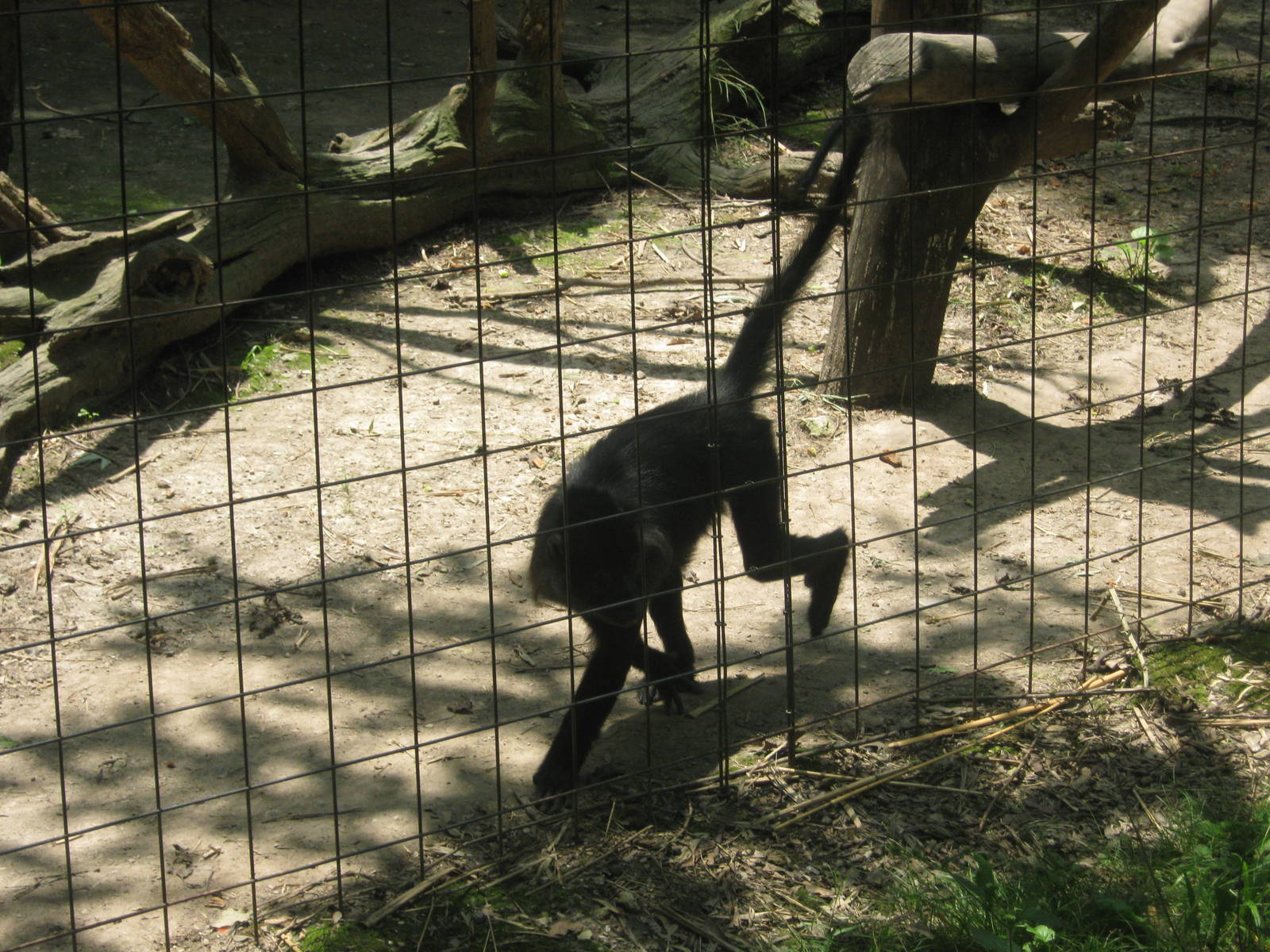 Africa-Black Mangabey