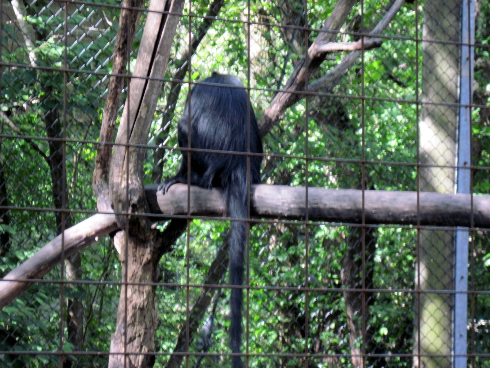 Africa-Black Mangabey