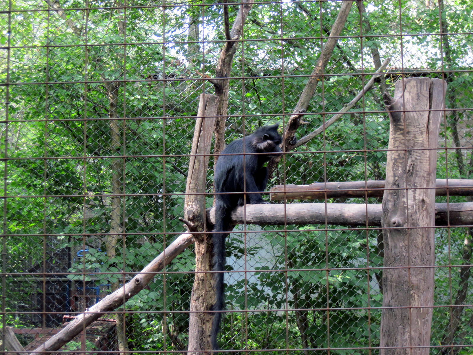 Africa-Black Mangabey