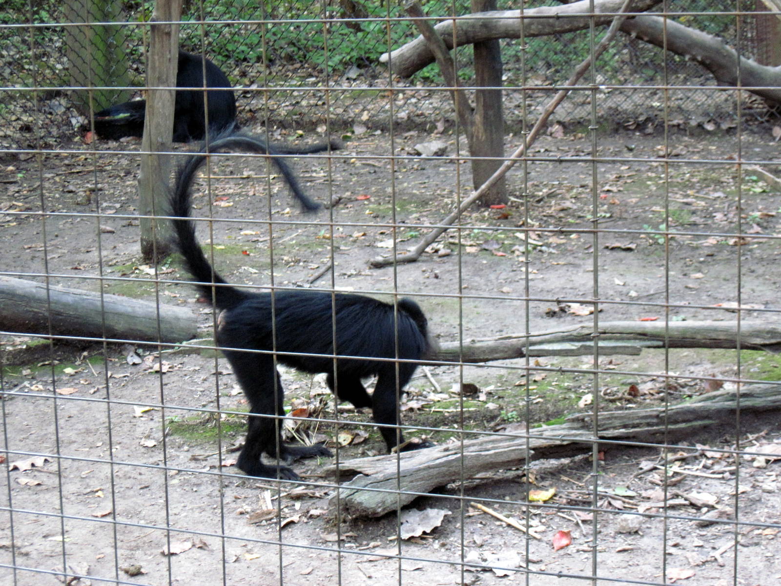Africa-Black Mangabey