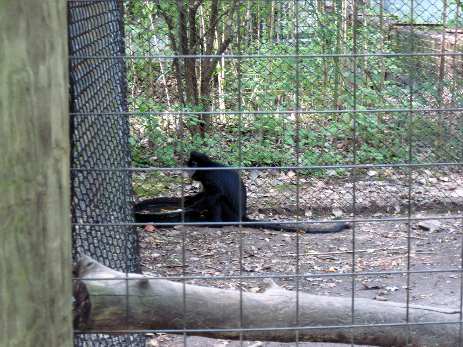 Africa-Black Mangabey