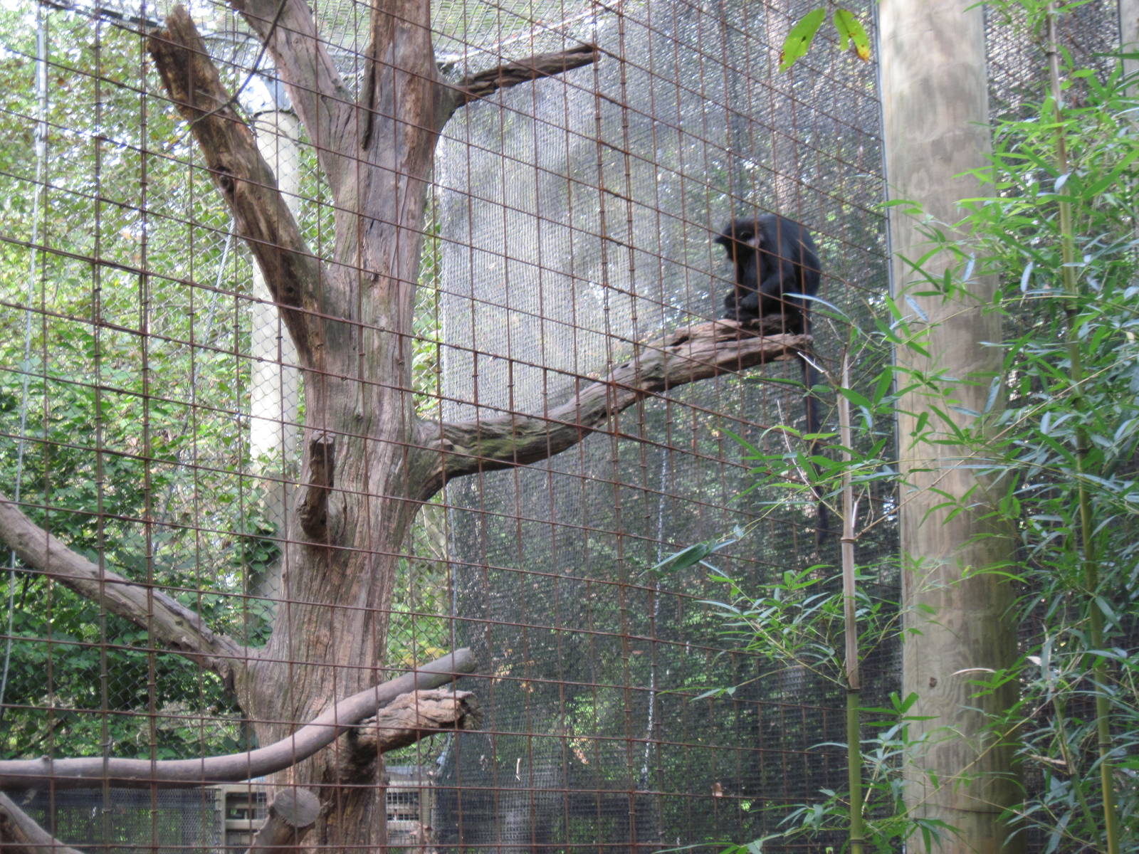 Africa-Black Mangabey