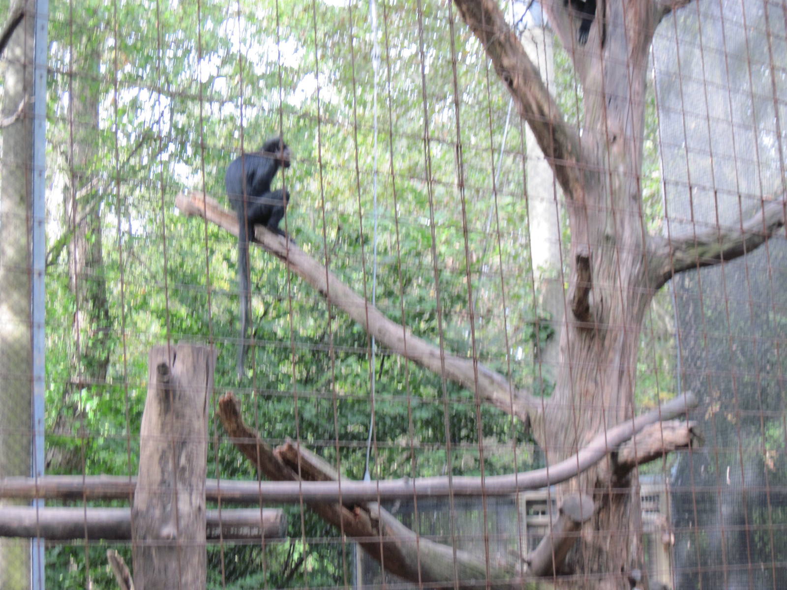 Africa-Black Mangabey