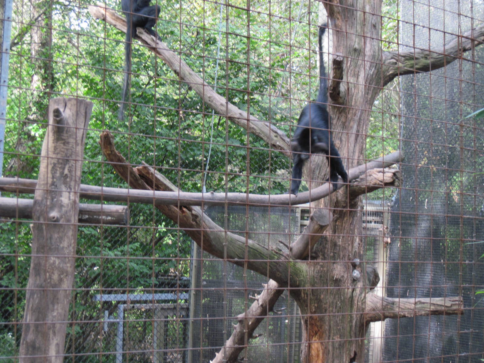 Africa-Black Mangabey