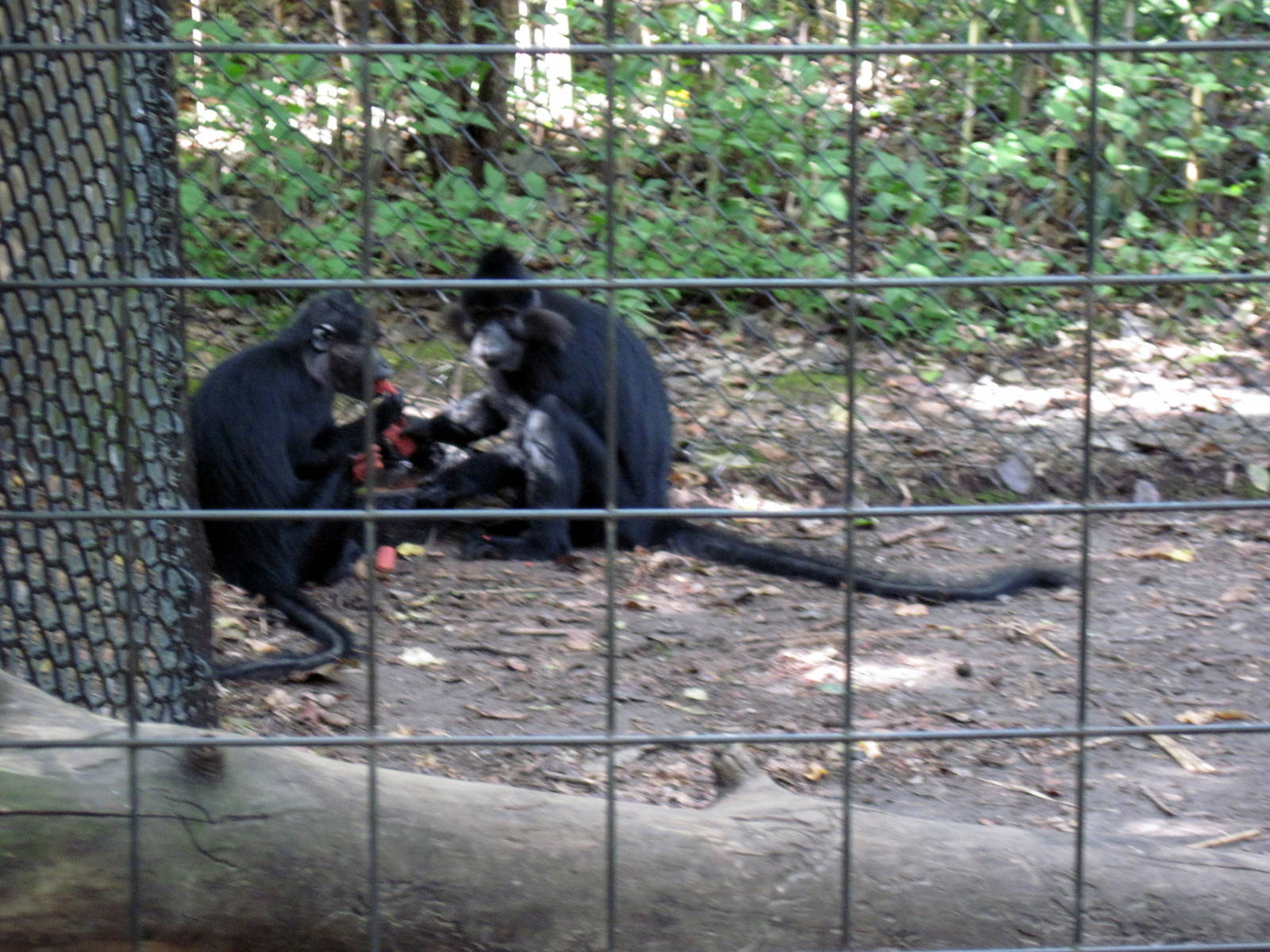 Africa-Black Mangabeys