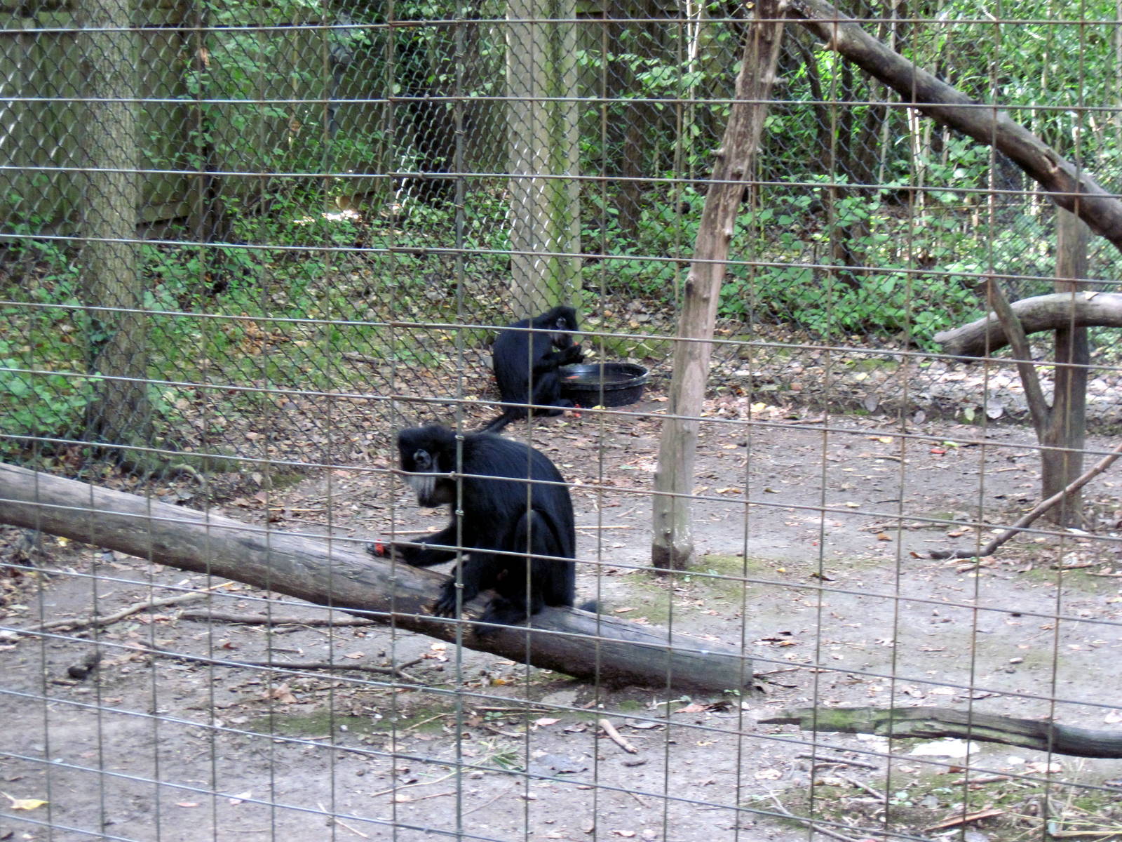 Africa-Black Mangabeys