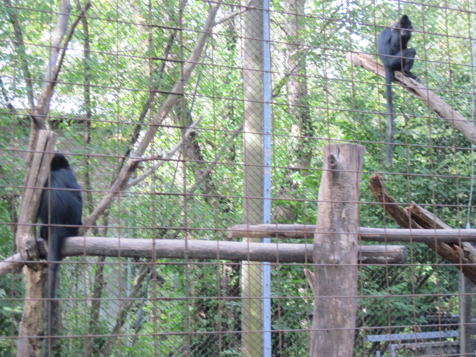 Africa-Black Mangabeys