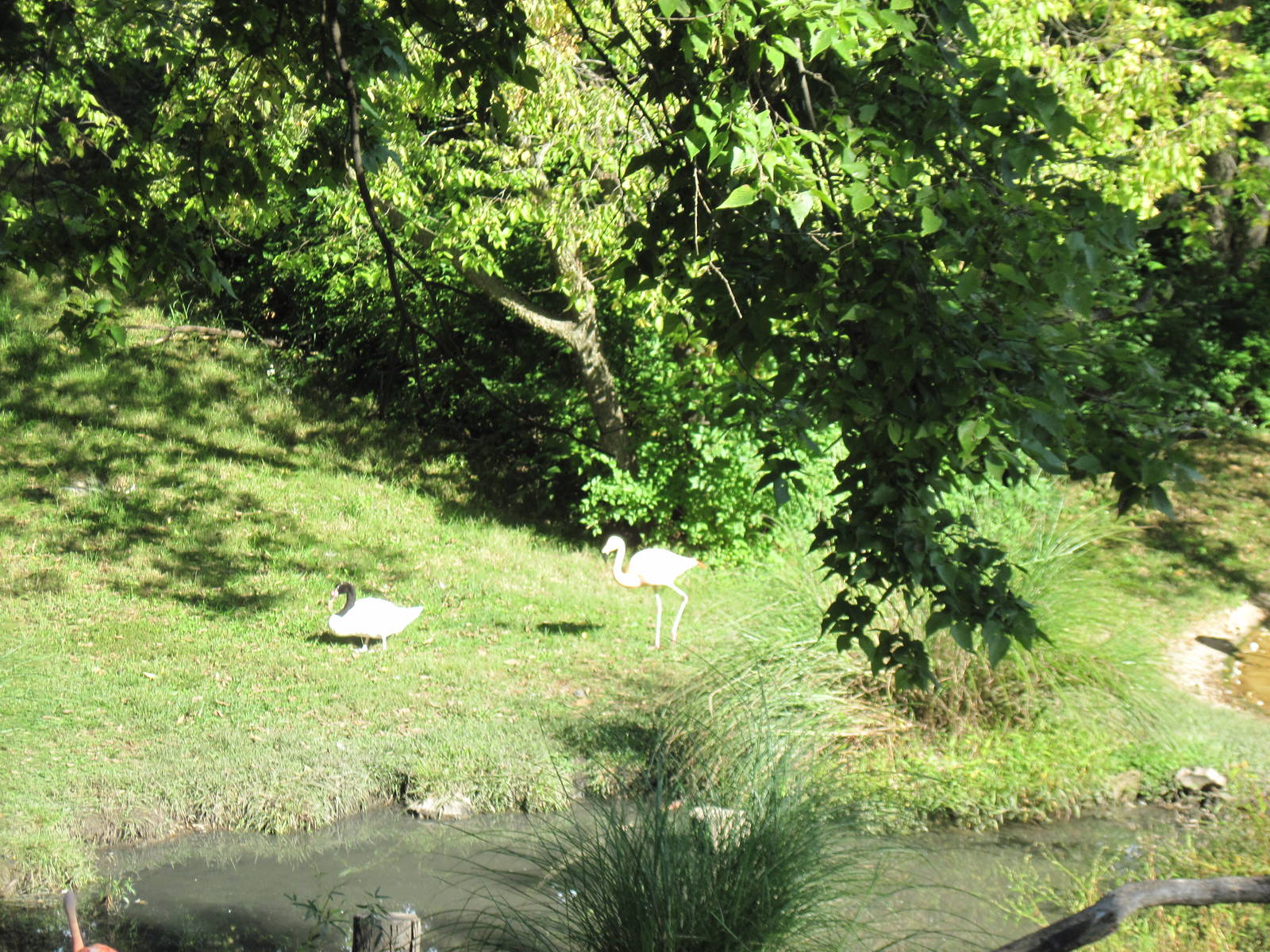 Africa-Black-necked Swan and Chilean Flamingo