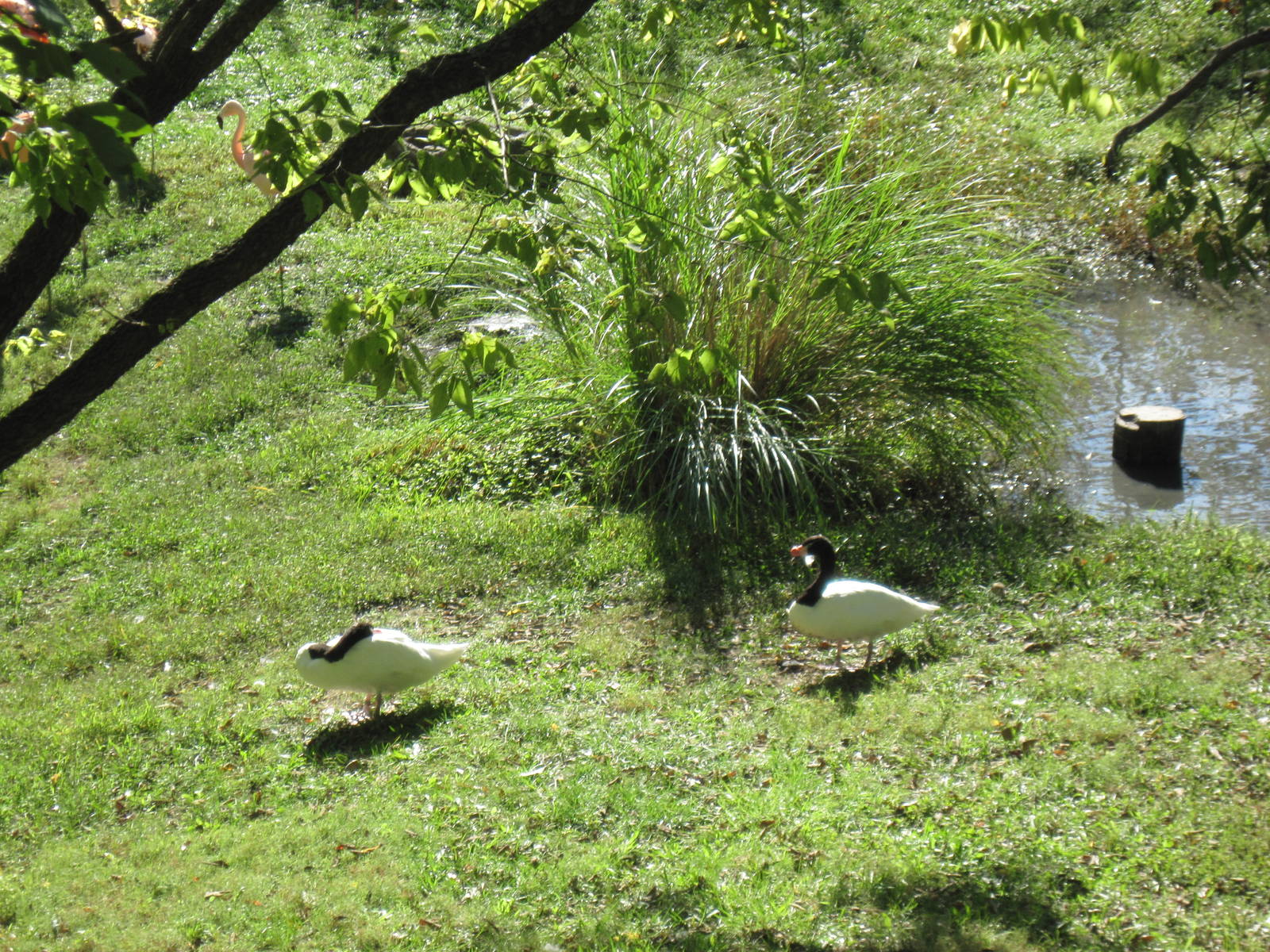Africa-Black-necked Swans