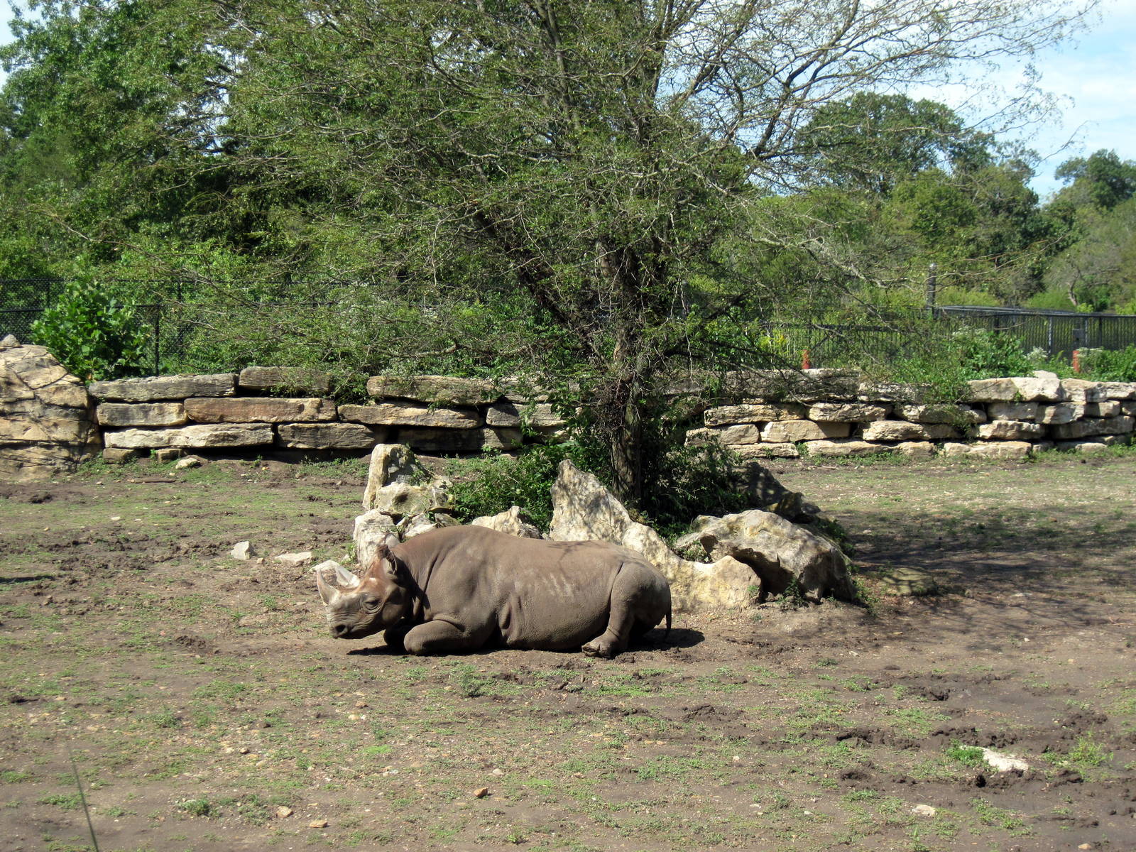 Africa-Black Rhinceros