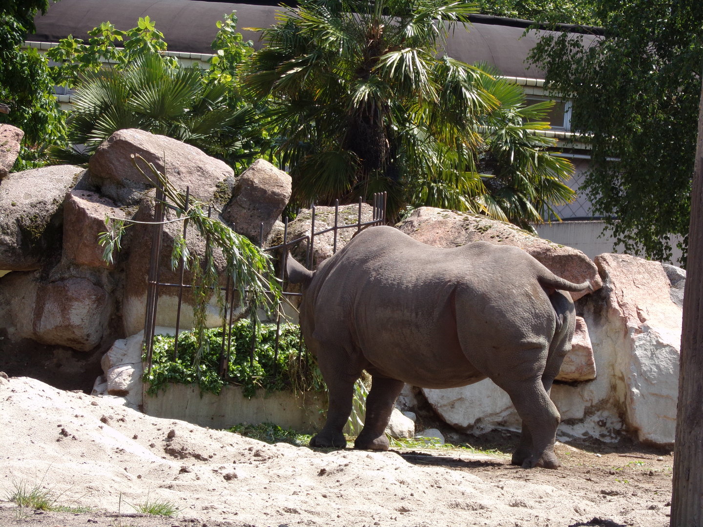 Africa- Black rhino 13.7.23