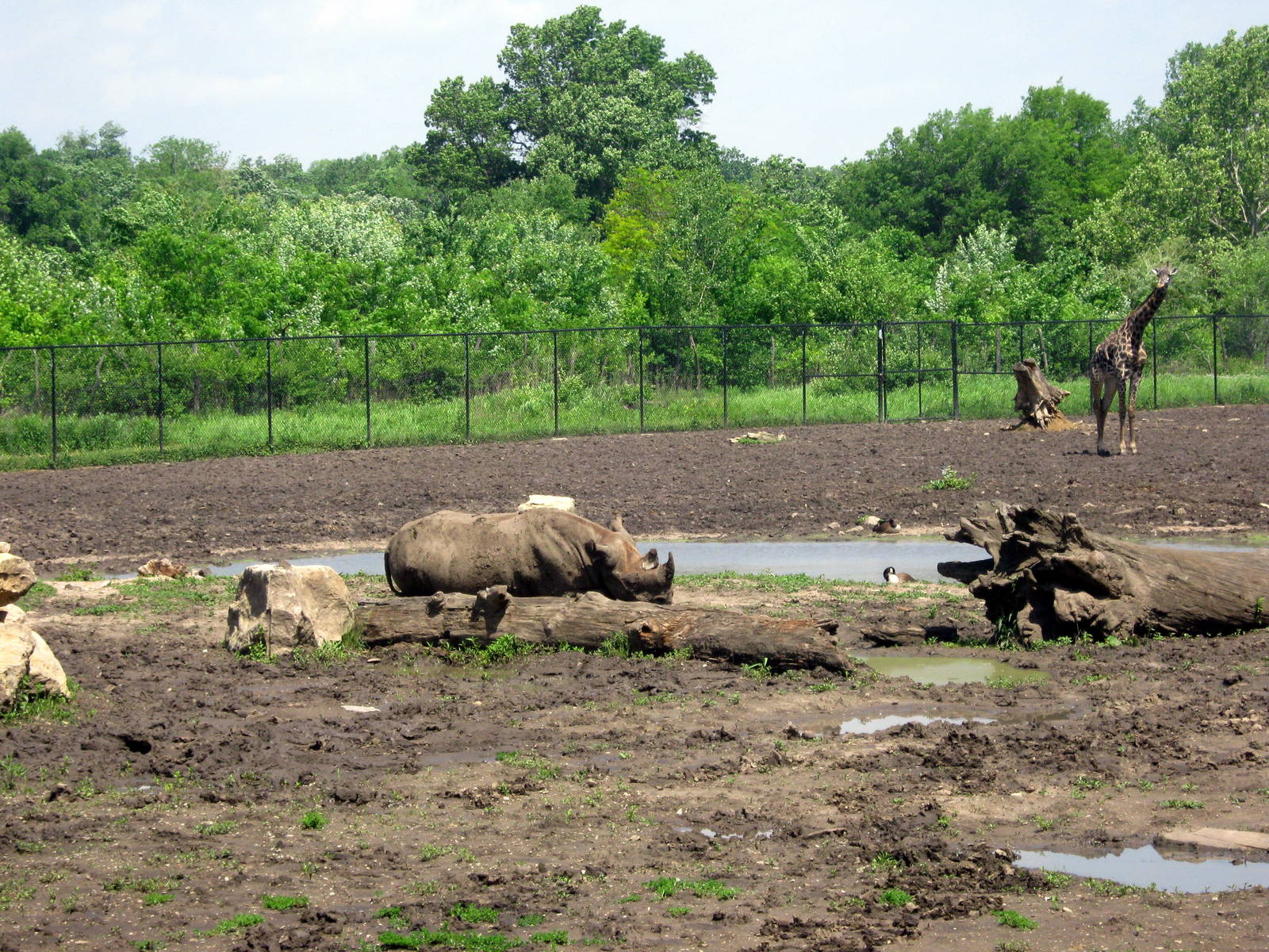Africa-Black Rhino and Masai Giraffe