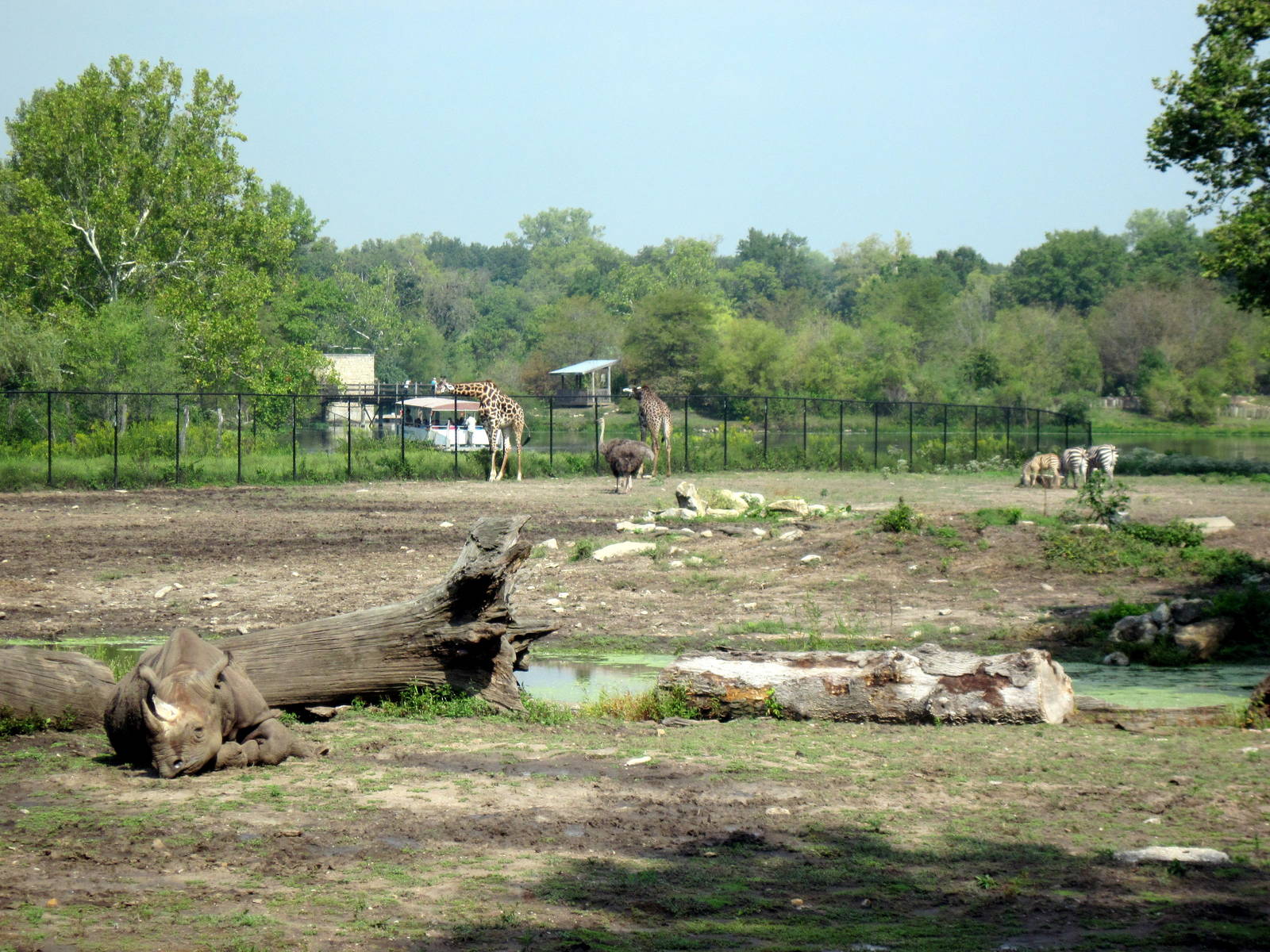 Africa-Black Rhinoceros and Masai Giraffes