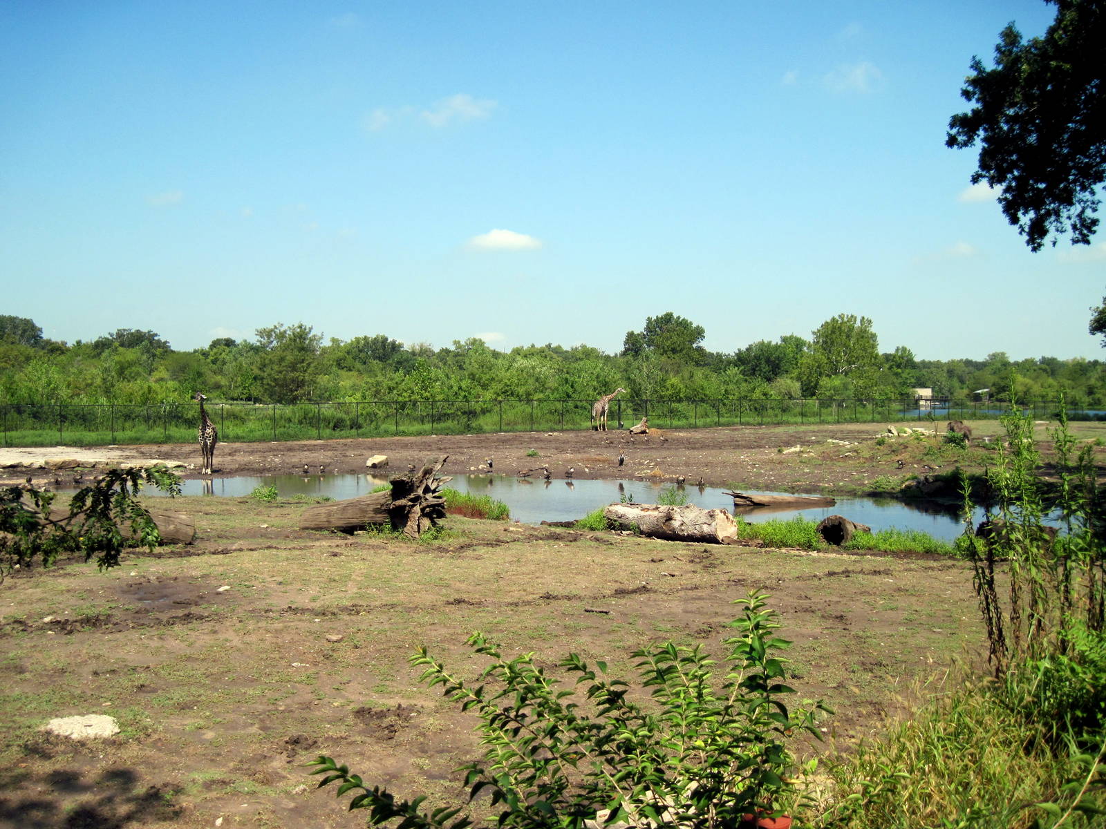 Africa-Black Rhinoceros Exhibit and Plains