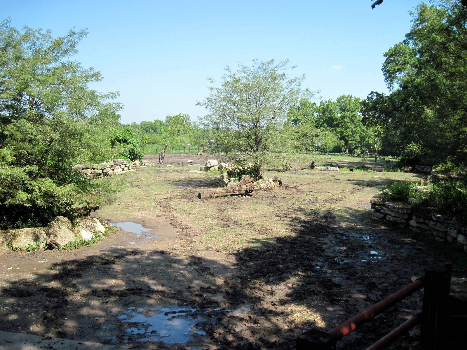 Africa-Black Rhinoceros Exhibit