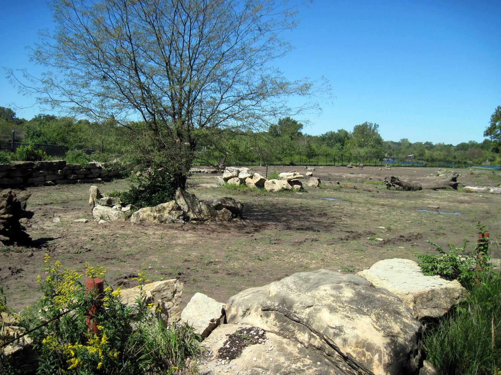 Africa-Black Rhinoceros Exhibit