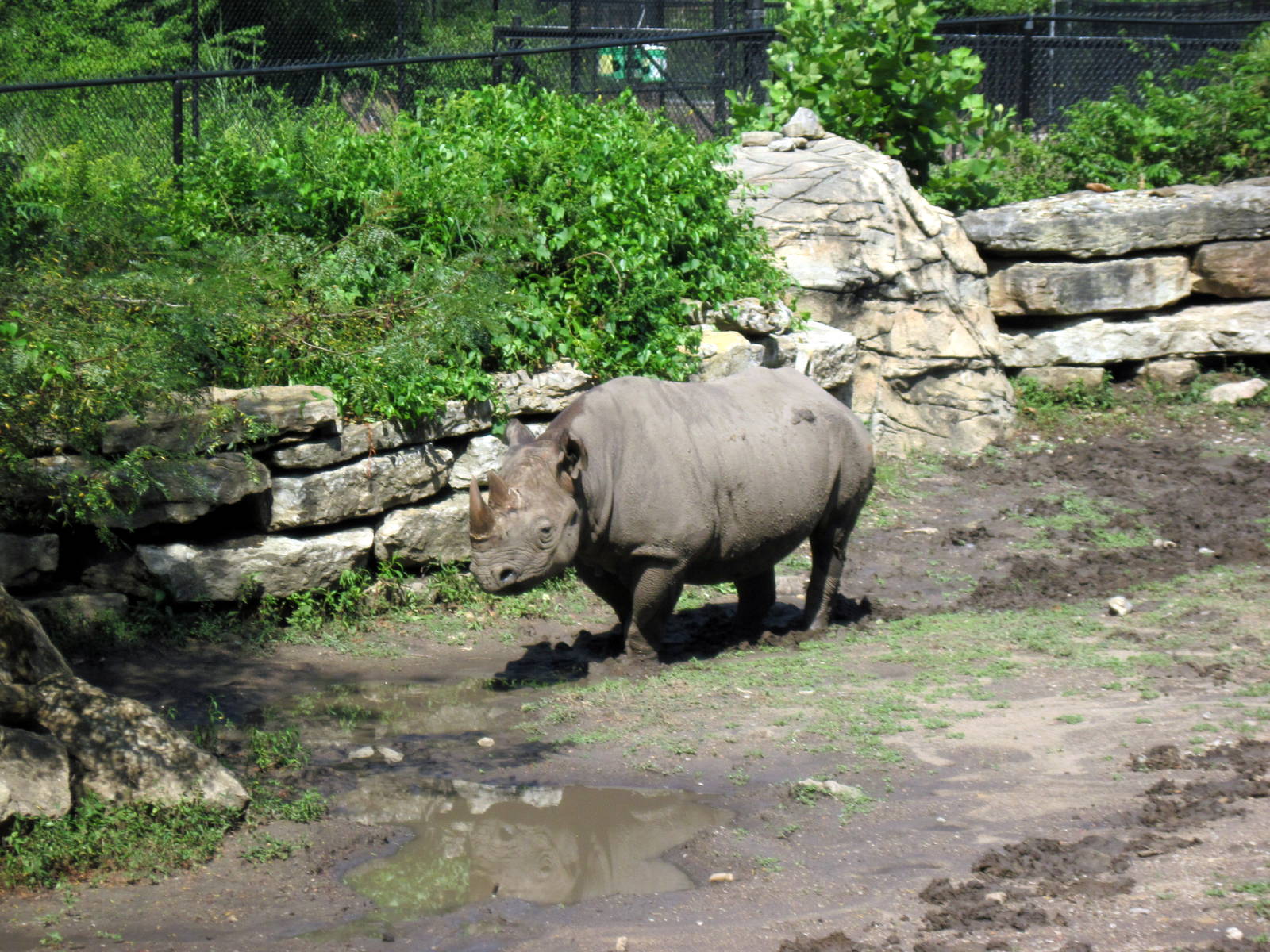 Africa-Black Rhinoceros