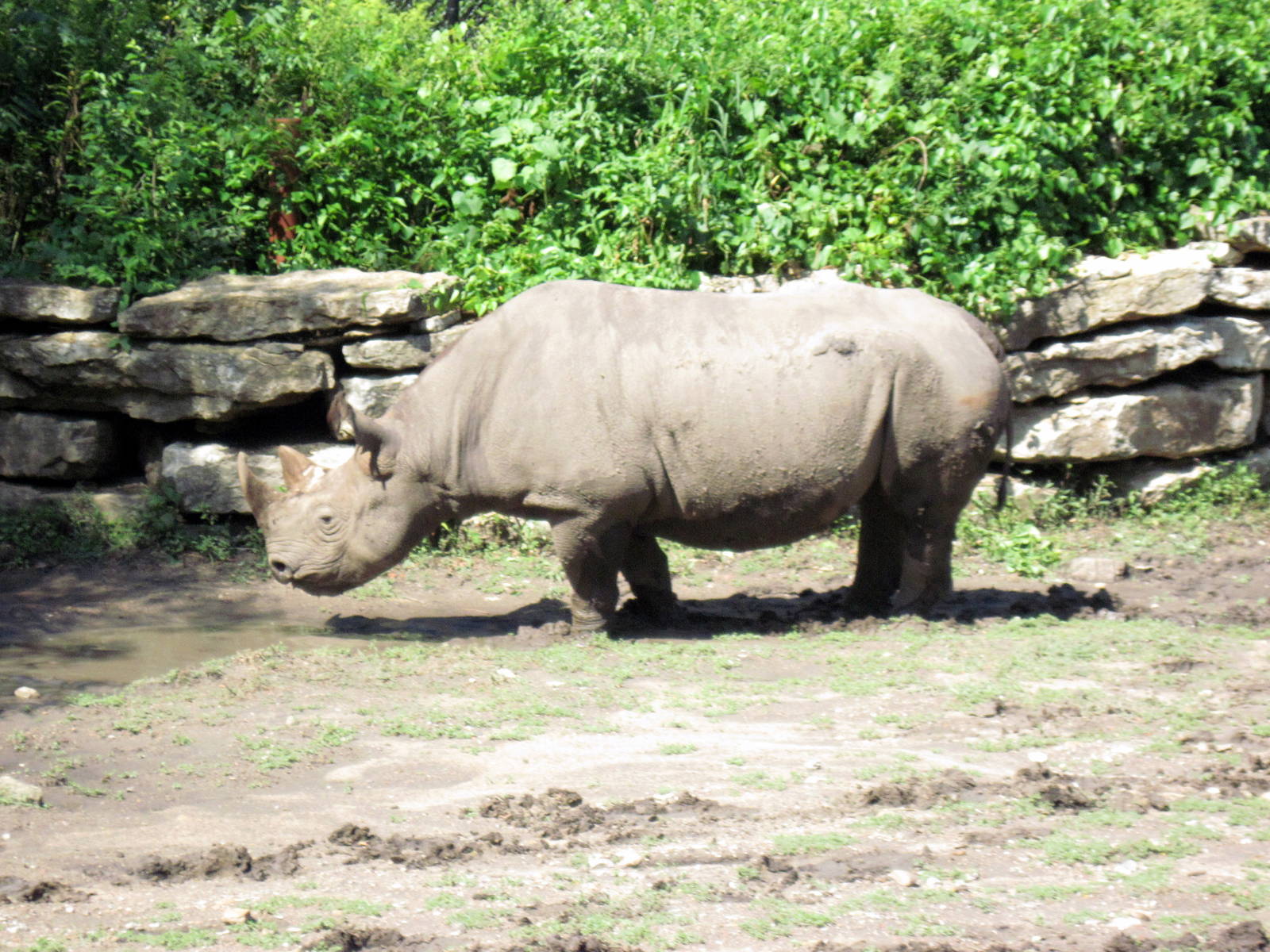 Africa-Black Rhinoceros