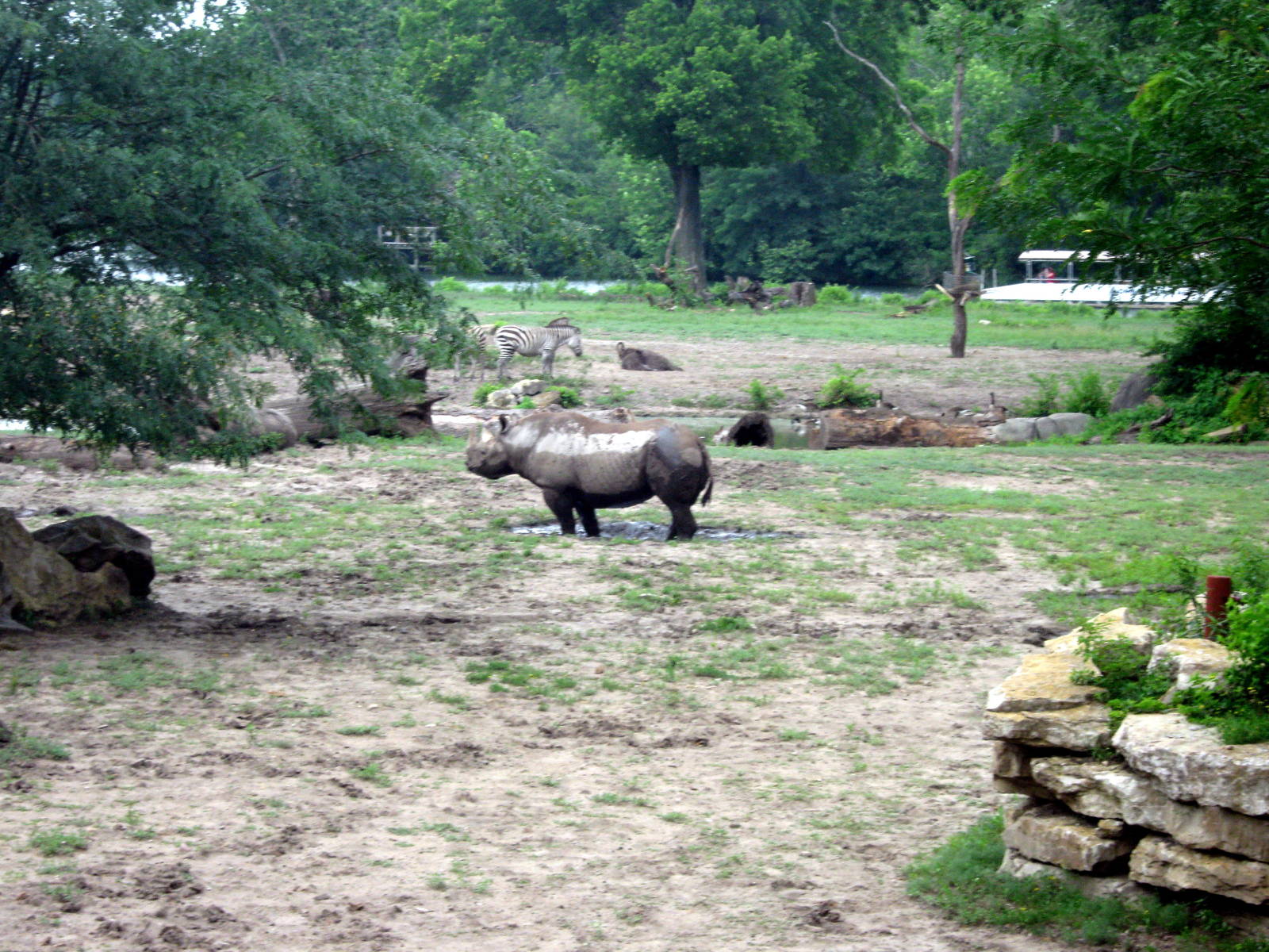 Africa-Black Rhinoceros