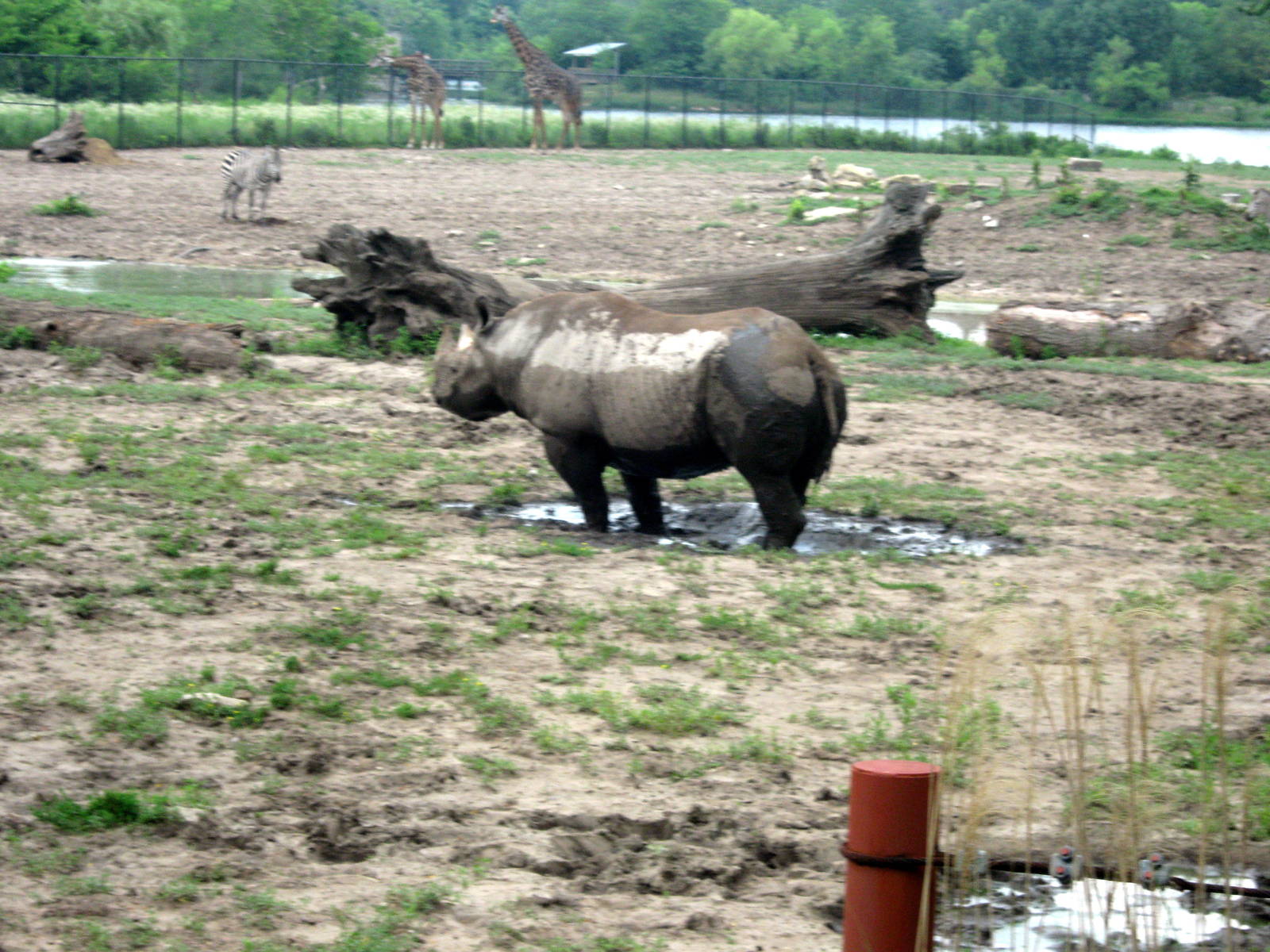 Africa-Black Rhinoceros