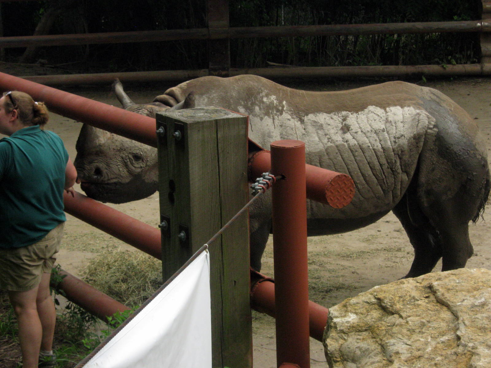 Africa-Black Rhinoceros