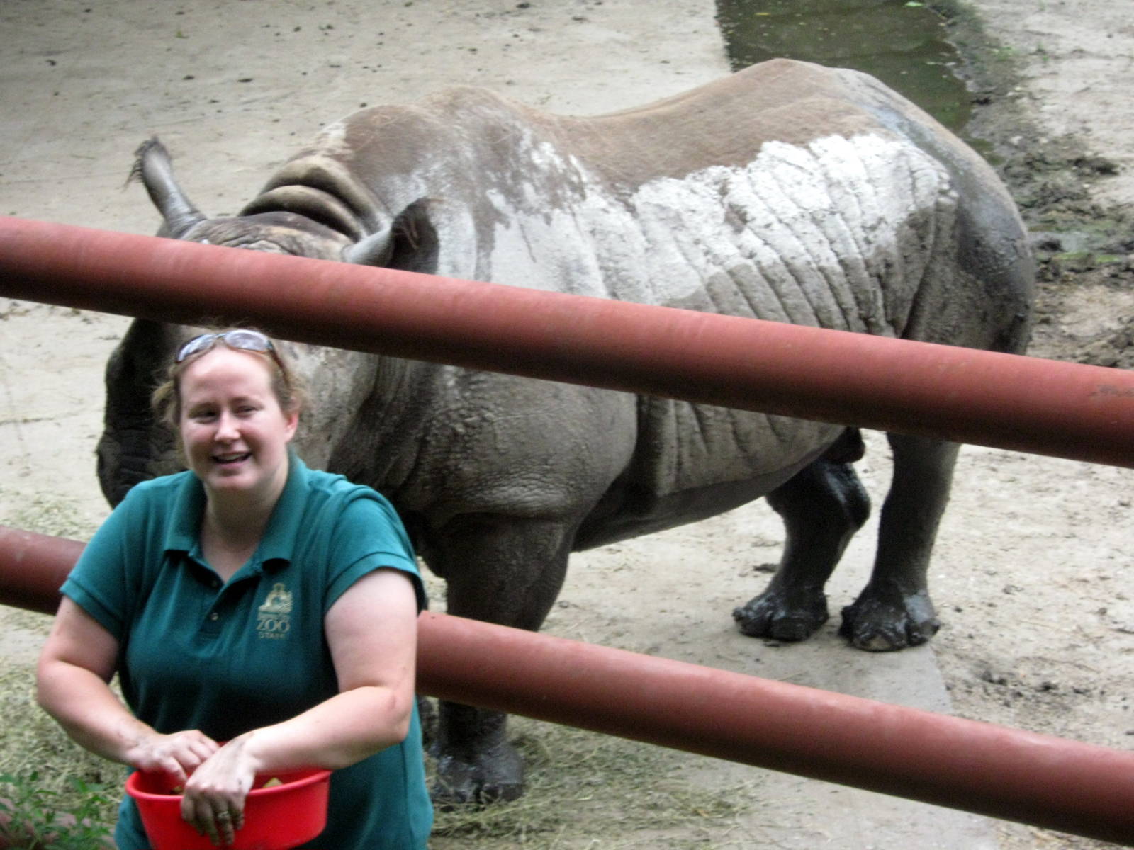 Africa-Black Rhinoceros