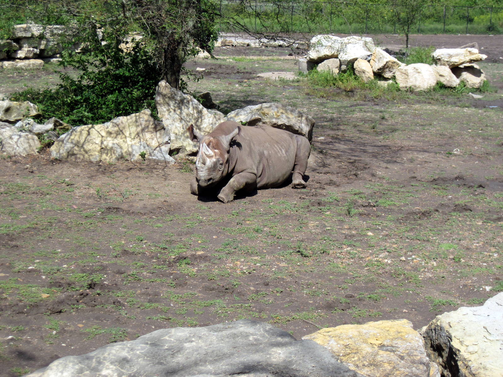 Africa-Black Rhinoceros