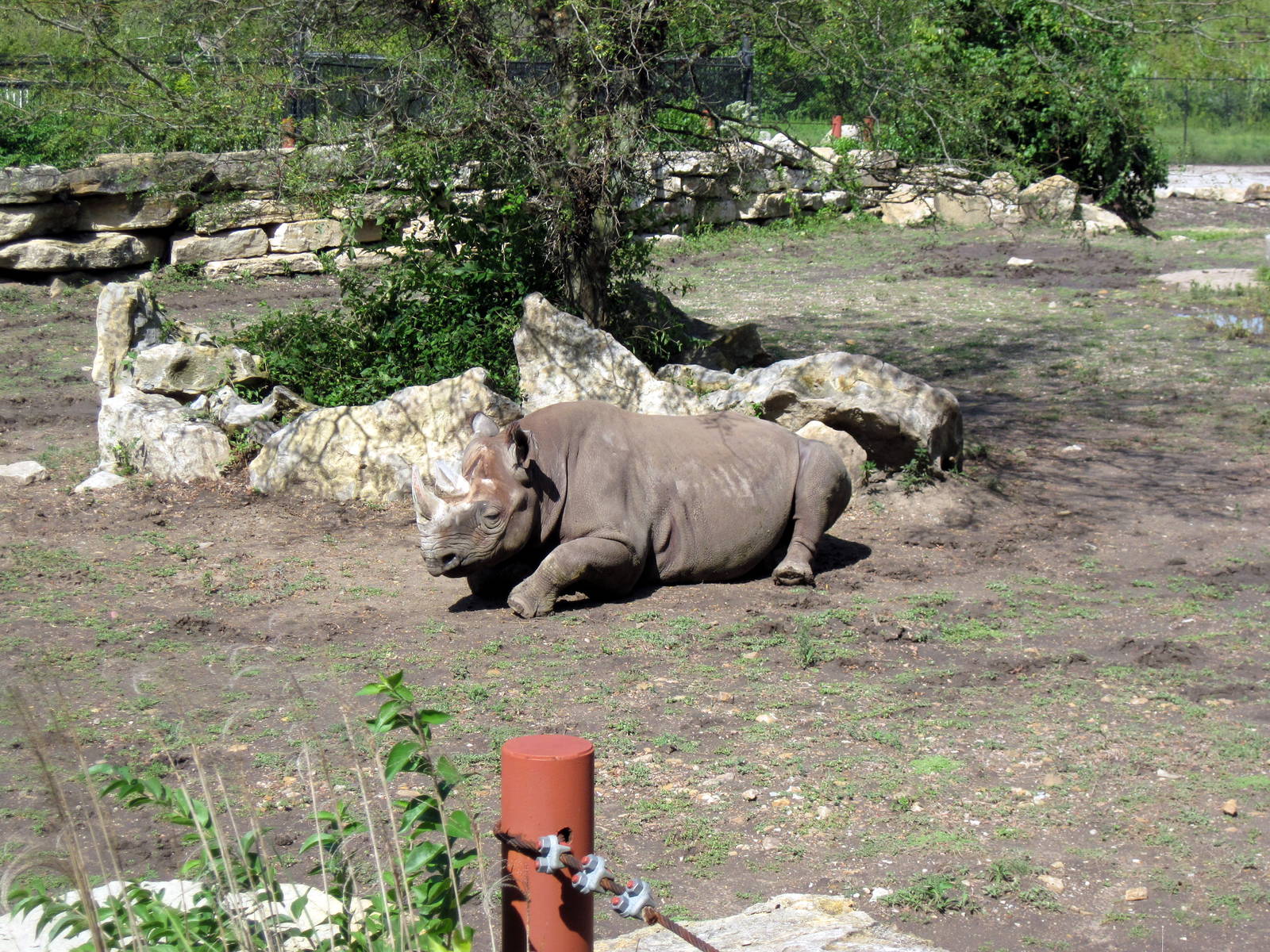 Africa-Black Rhinoceros
